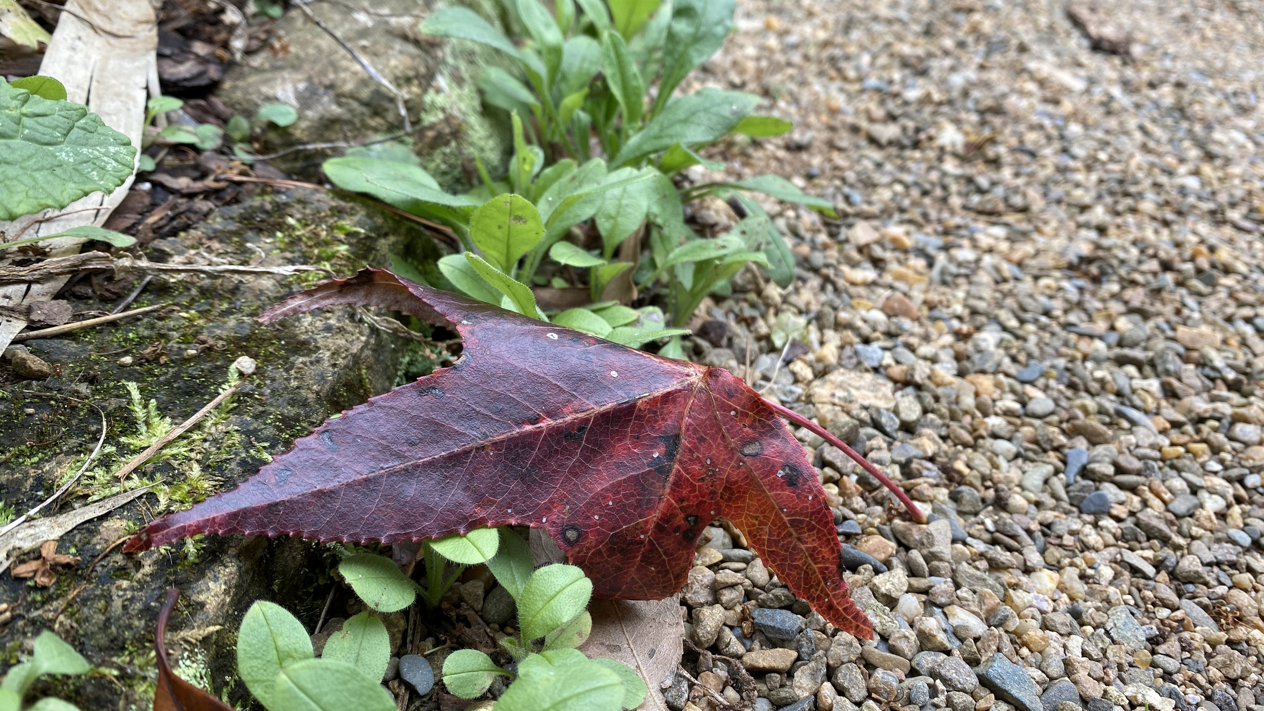  A fallen leaf from the neighbor’s  Liquidambar styraciflua  (American sweetgum) provides dramatic contrast to seedlings of  Myosotis sylvatica  (forget-me-not). 