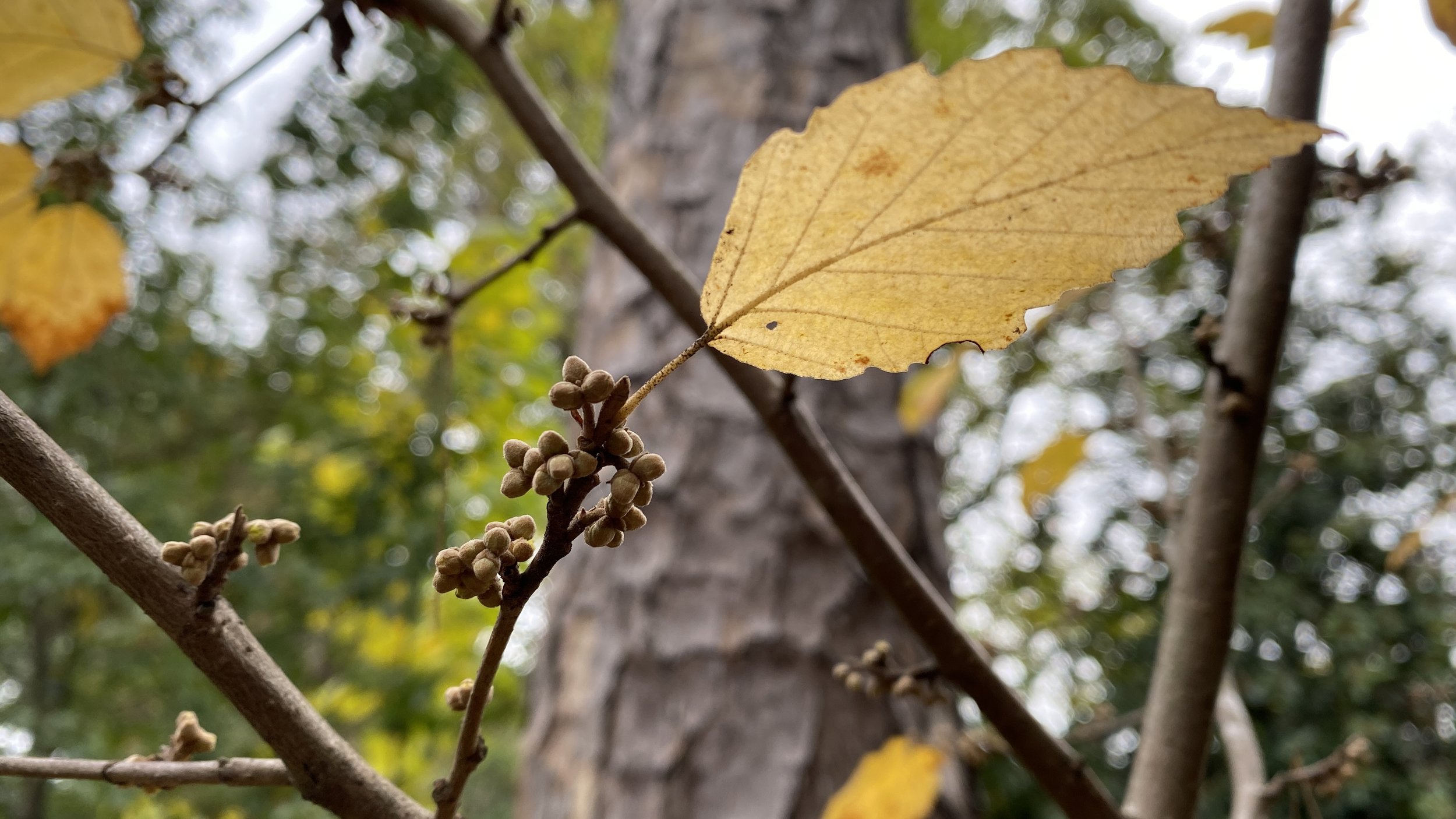  Elizabeth’s original  Hamamelis virginiana  (our native witch hazel) will soon share the fresh, clean scent of its small, yellow spidery flowers. 