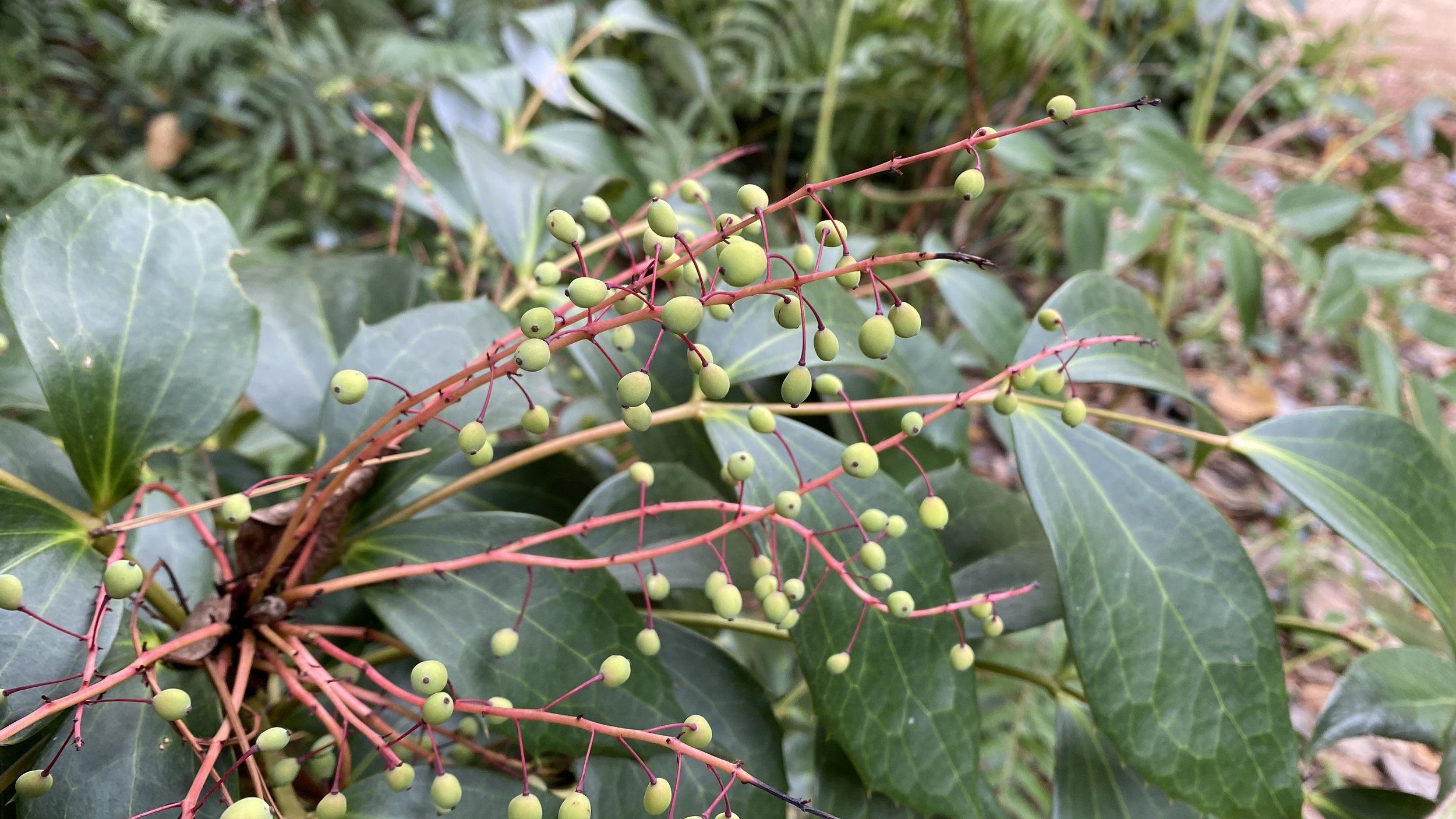  The delicate fruits of  Mahonia gracilipes  (lazy mahonia) will soon turn dusky blue.  I like this phase of color, with the thin, delicate, warm coral stems, especially against the deep green of the coarse foliage. 