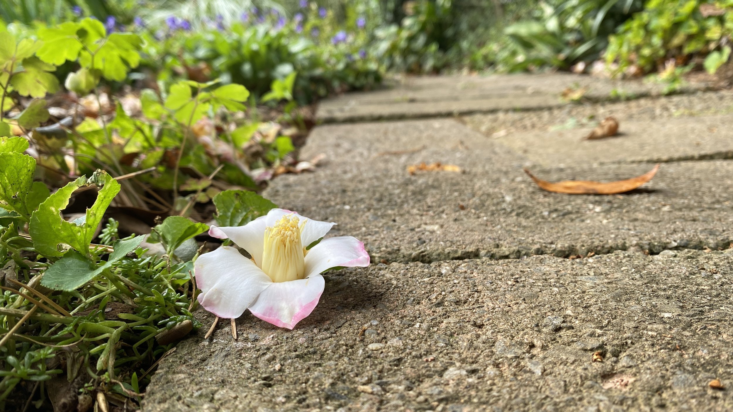  I love the way the blooms drop from Elizabeth’s  Camellia saluenensis  (Saluen’s camellia)—in their entirety instead of shattering like those of  Camellia sasanqua  (fall-blooming camellia).  Fallen blooms can stay fresh-looking for a few days. 