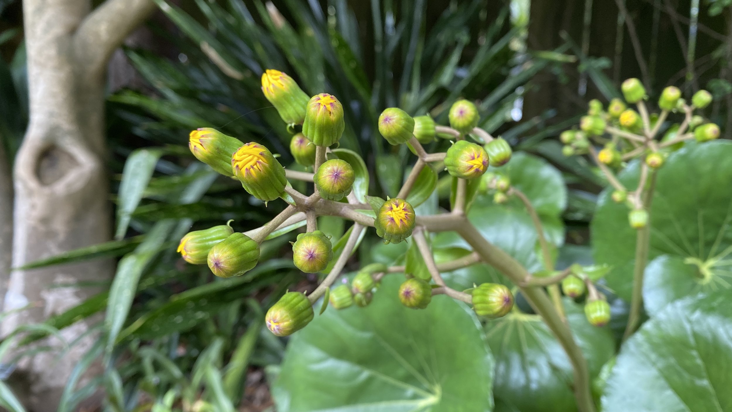  Finally!  Flowers of  Ligularia tussilaginea  ‘Gigantea’ (giant leopard plant) take their sweet time to develop, much less open.  These usually escape even a moderate frost, as the plant is protected by the dense evergreen canopy of  Camellia saluen