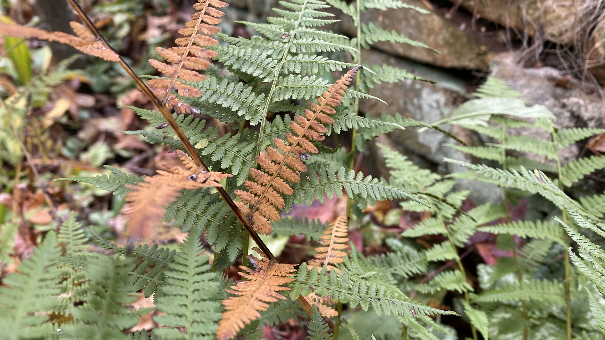  Ferns also get in on the fall color action.  It is interesting to me to see just one frond of Elizabeth’s  Athyrium filix-femina  (lady fern) with autumn hue against the rest of the fronds, which, by this point in the year, look rather bedraggled bu