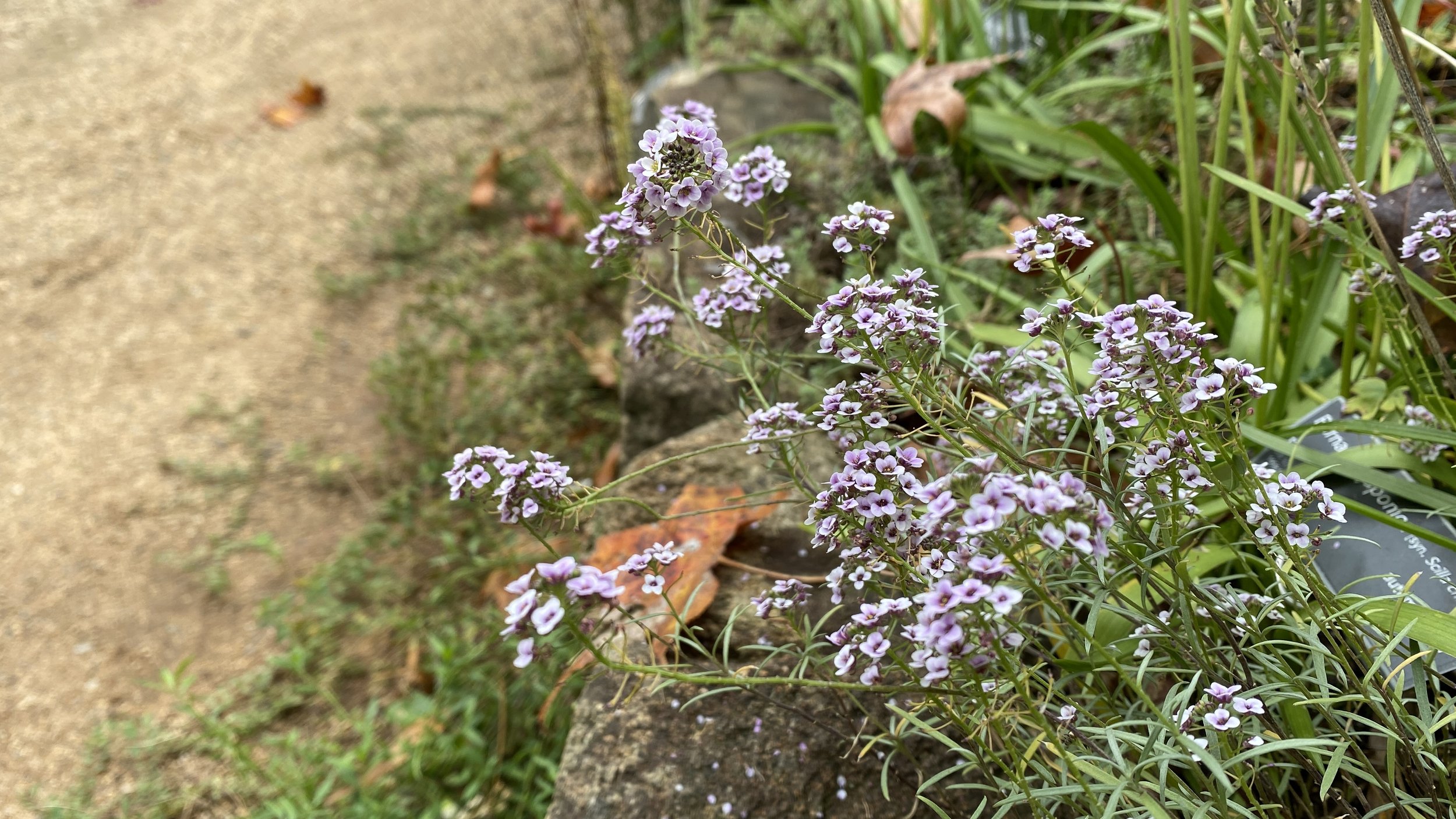  I now realize I should have planted  way  more  Lobularia maritima  Blushing Princess (sweet alyssum) throughout the garden.  Plants set out in the spring have bloomed non-stop, and should continue until a hard freeze puts an end to them. 