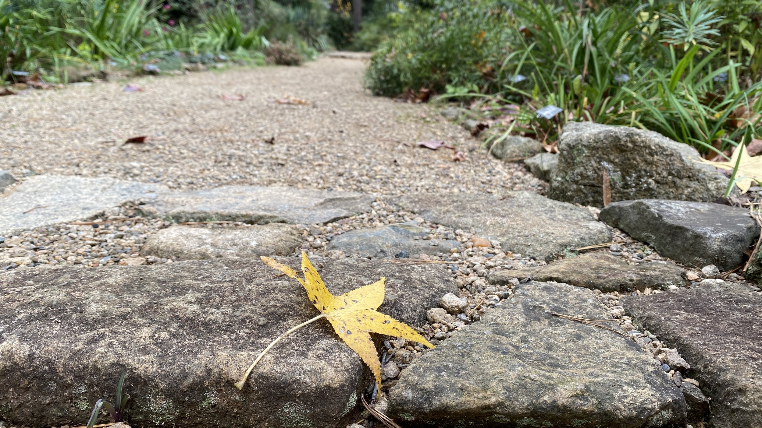  A fallen leaf from the neighbor’s  Liquidambar styraciflua  (American sweetgum) on the landing to the lower path reminds me of a leaf on a stream. 