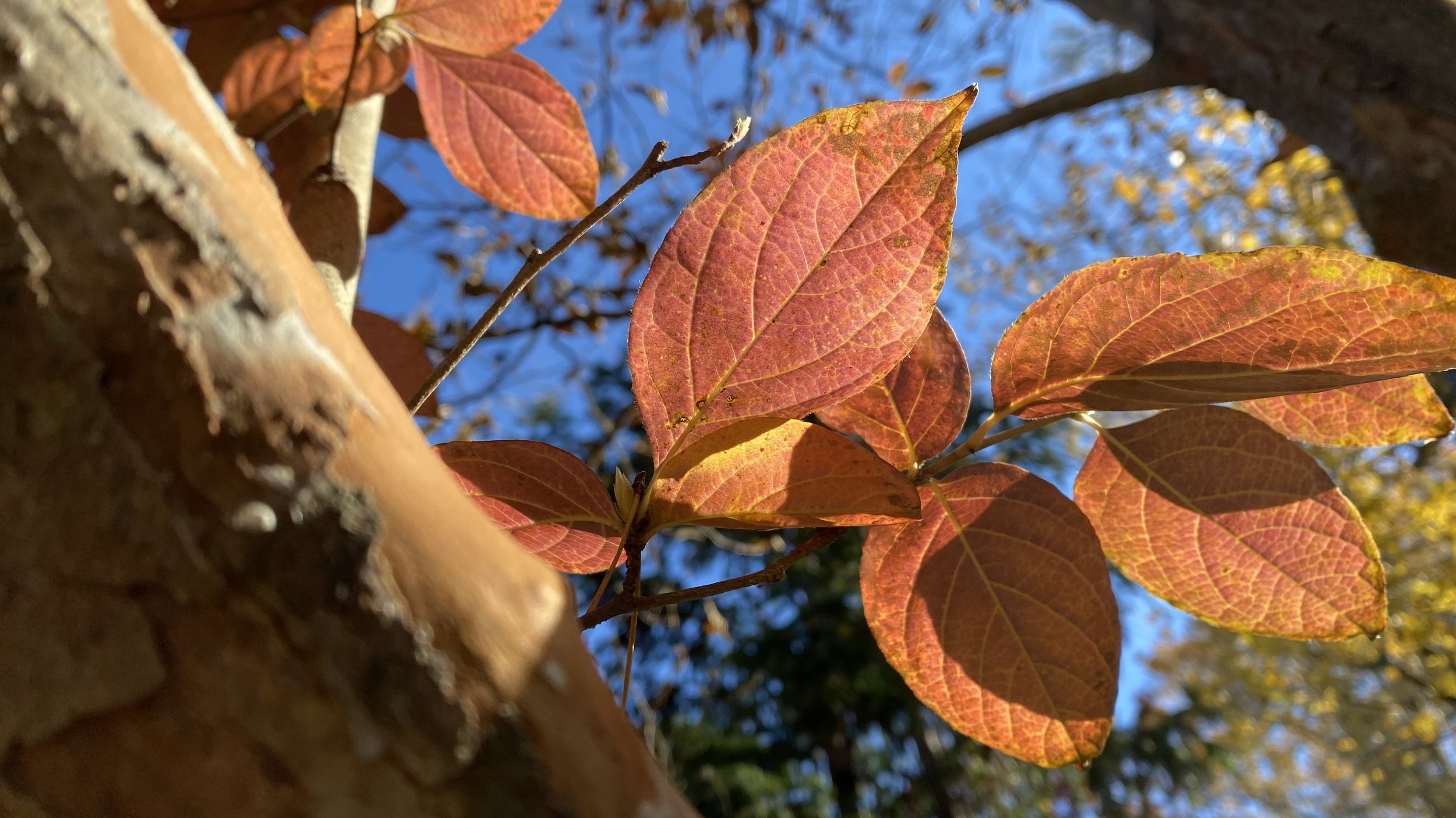  Only rarely have I seen such nice fall color on Elizabeth’s  Stewartia pseudocamellia  var.  koreana  (Japanese or Korean stewartia).  She remarked that it was rare for her to see nice fall color on this small tree as well… that usually the leaves w