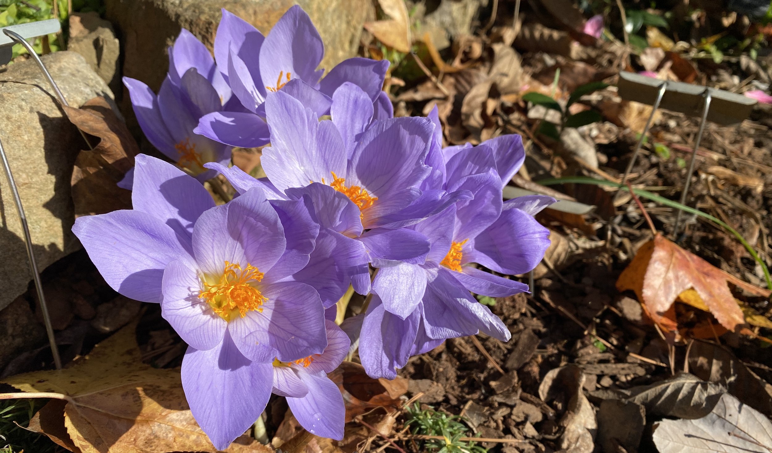 This new patch of  Crocus speciosus  ‘Conqueror’ (autumn crocus)—reinstated to the garden just this fall—has been a cheerful pool of pale violet for nearly two weeks, with more buds coming. 