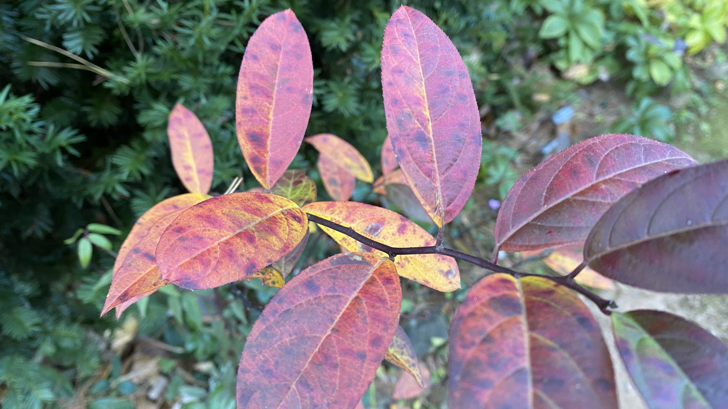  Fall color is the second reason to grow  Itea japonica  (Japanese sweetspire)… or perhaps even the first! 