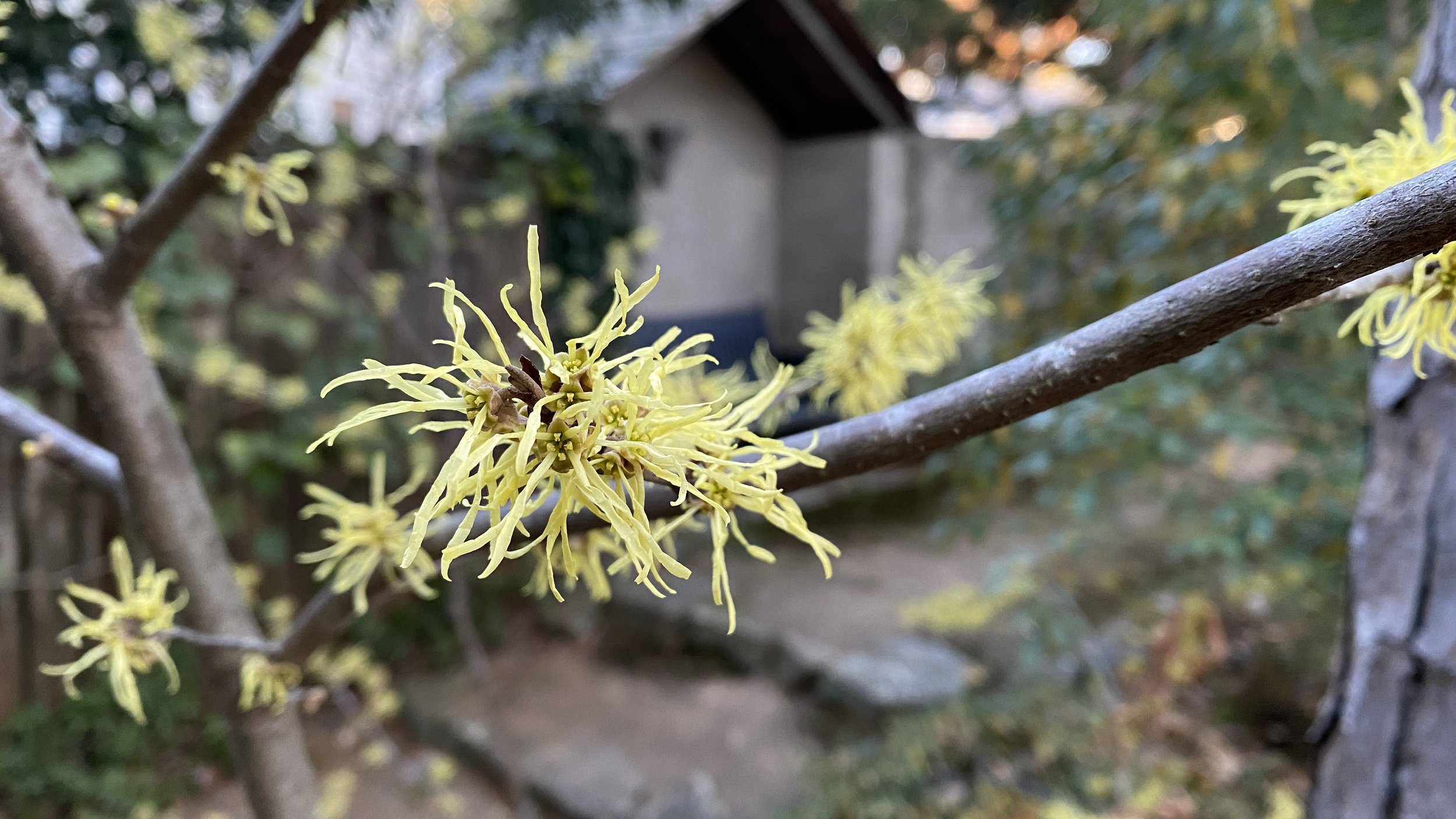  Elizabeth’s  Hamamelis virginiana  (witch hazel) is blooming better this year than it has in the past eleven years.  She wrote of its clean astringent aroma, which I  noticed only briefly—the first late afternoon the flowers began unfurling a week o