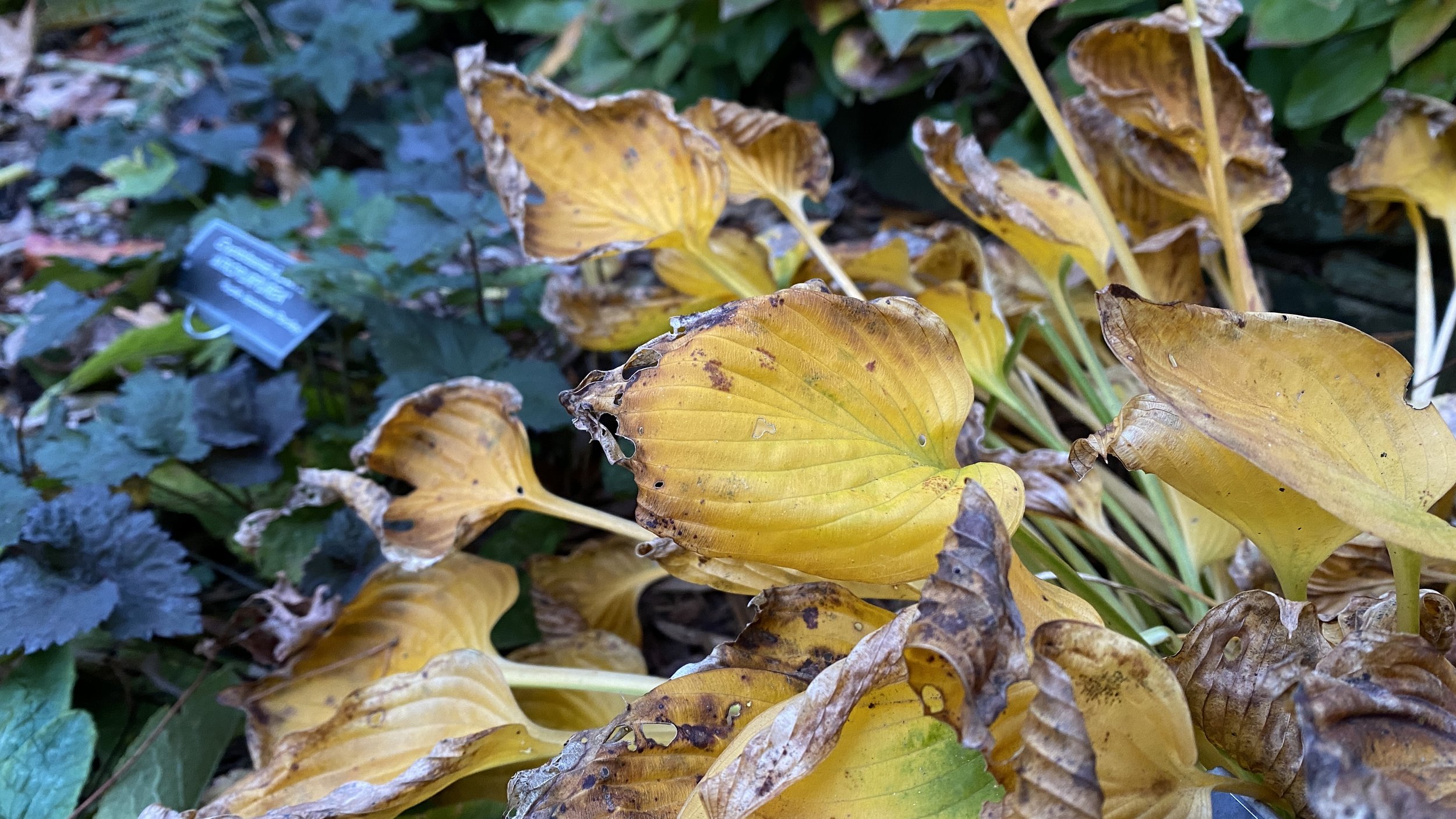  I find beauty in senescence.  The brilliant yellow and warm tan of  Hosta  ‘Hadspen Heron’ leaves contrasts nicely with fresh dark purple foliage of  Cryptotaenia japonica  f.  atropurpurea  (Japanese cow parsley) in the bed just behind the house. 