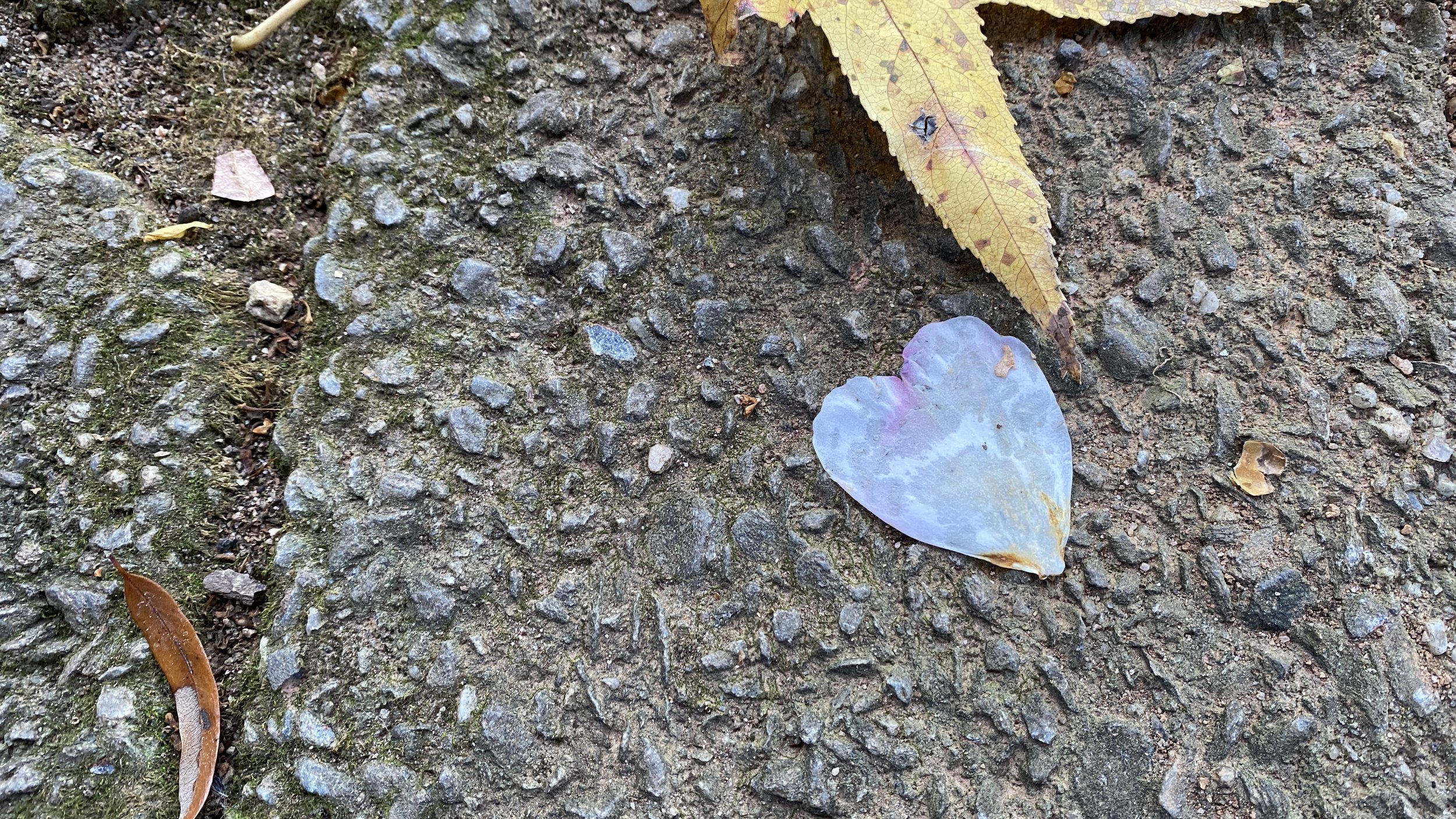   Felder Rushing ’s book  Garden Hearts  (2012, St. Lynn’s Press) inspired me to look for certain things in the garden… mainly for hearts.   I came upon this this morning… one fallen petal from the shattered bloom of an as-of-yet-unidentified  Camell