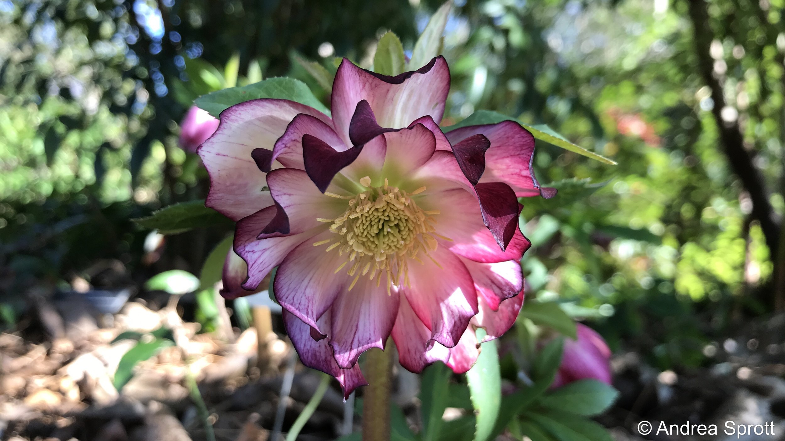 hybrid Lenten rose