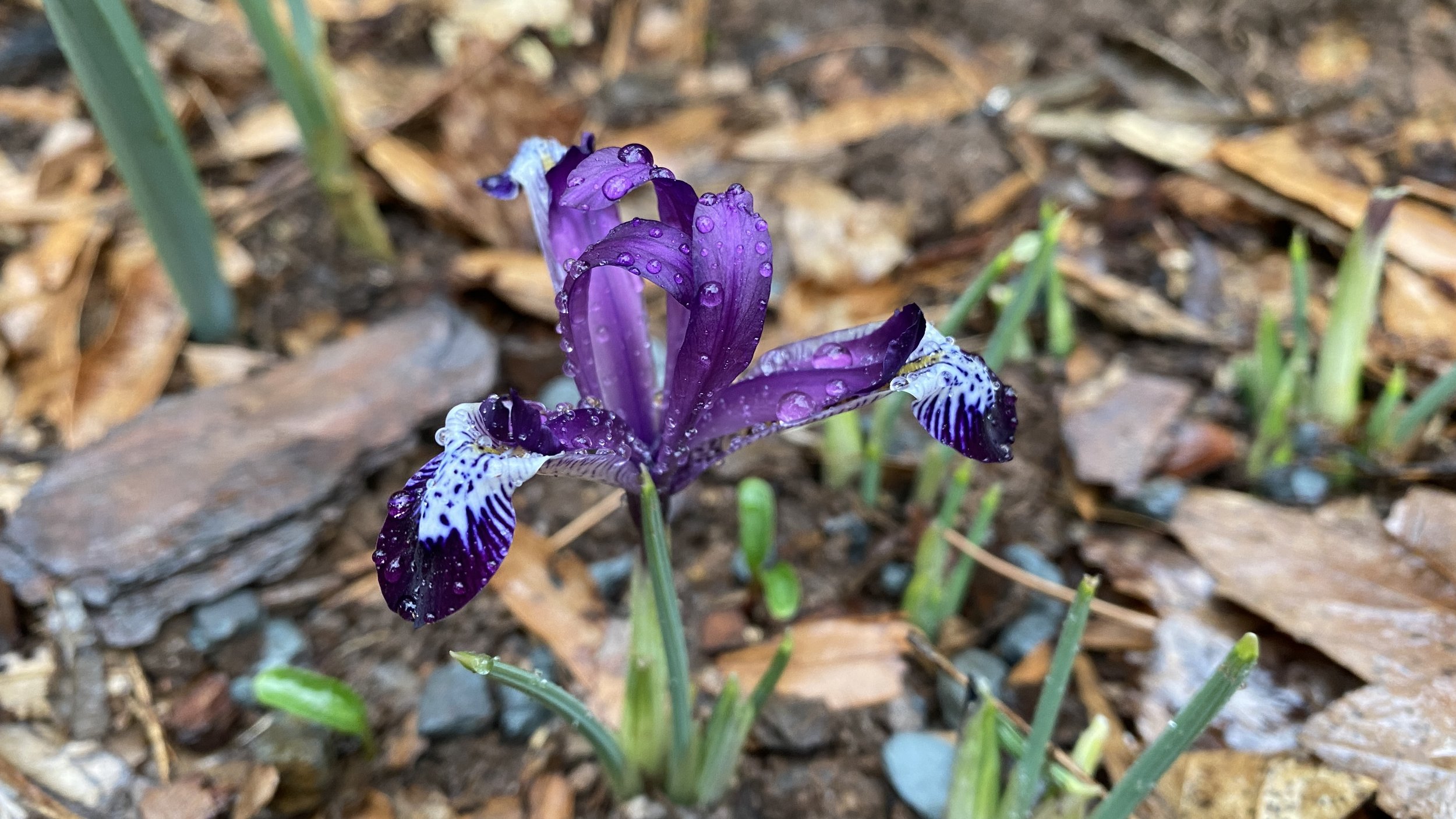 reticulate iris