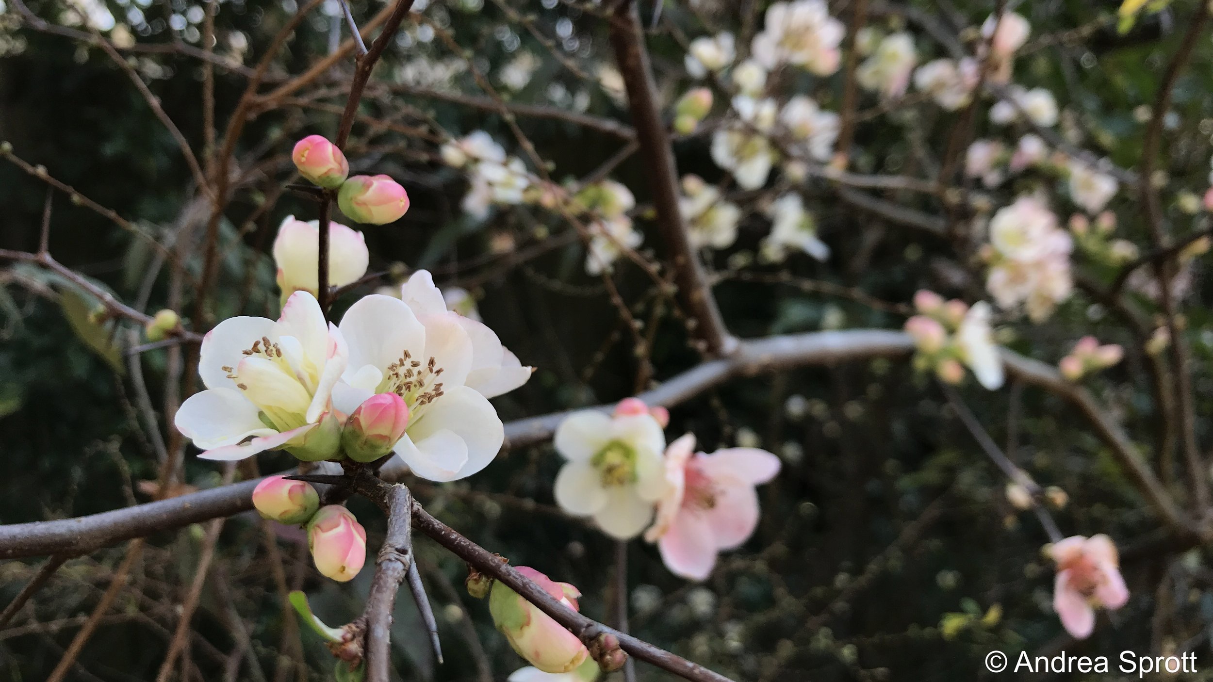 flowering quince