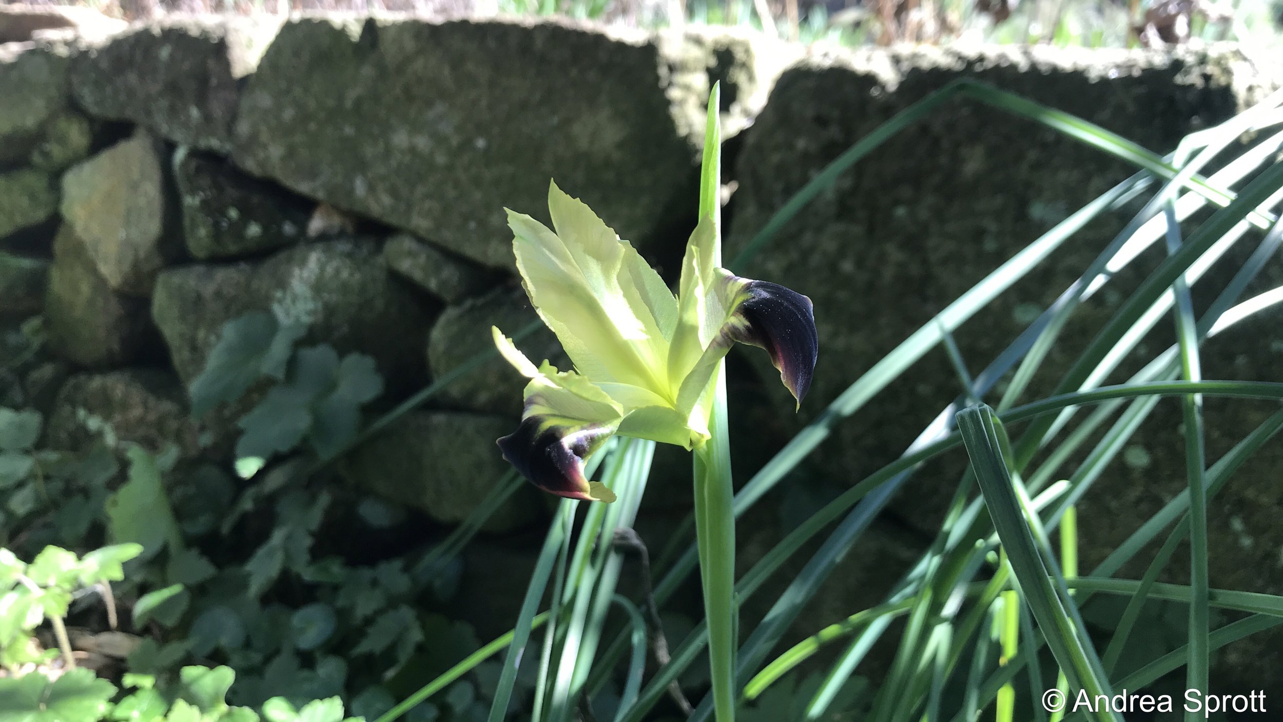 widow's iris