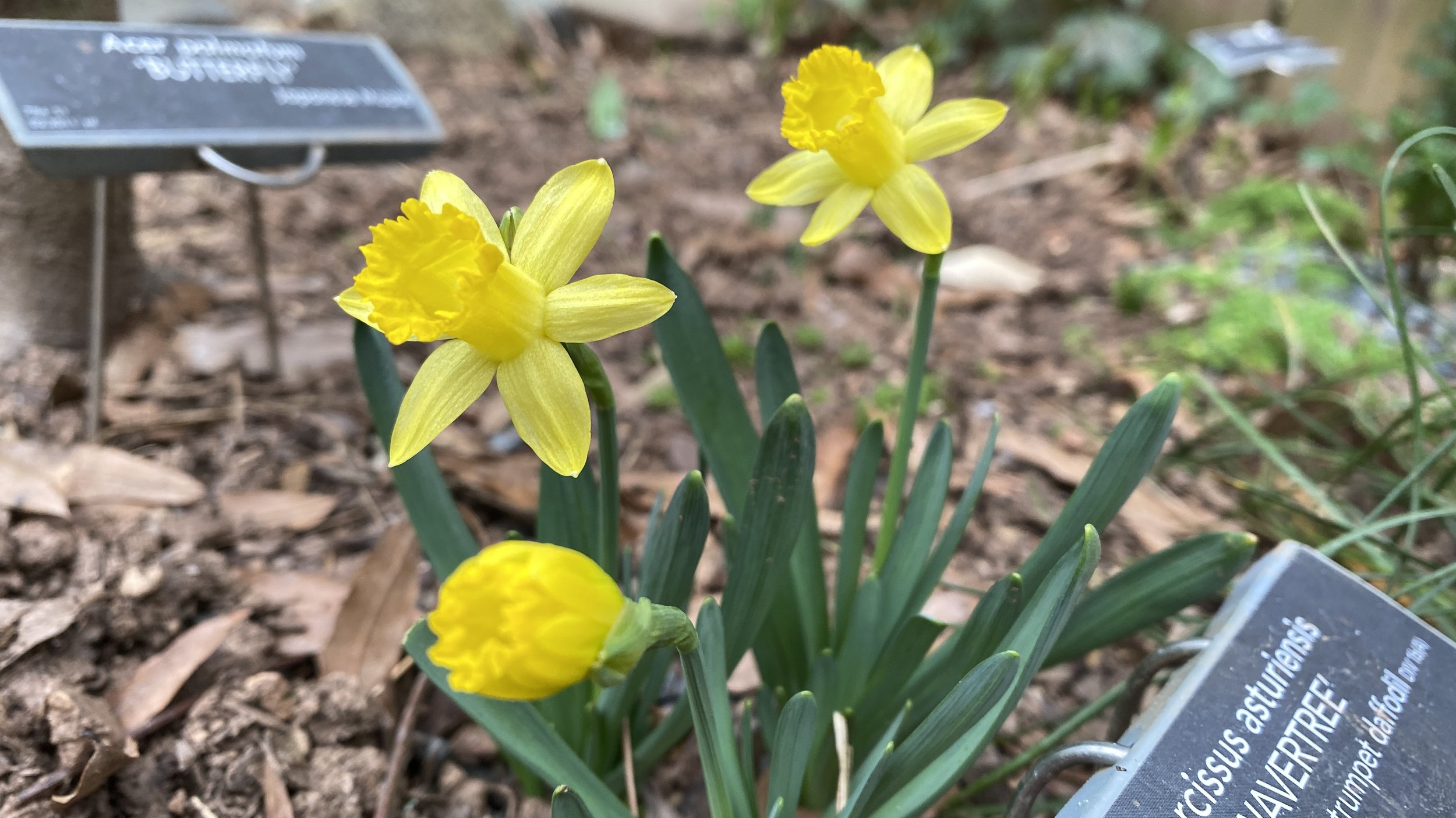 miniature daffodil