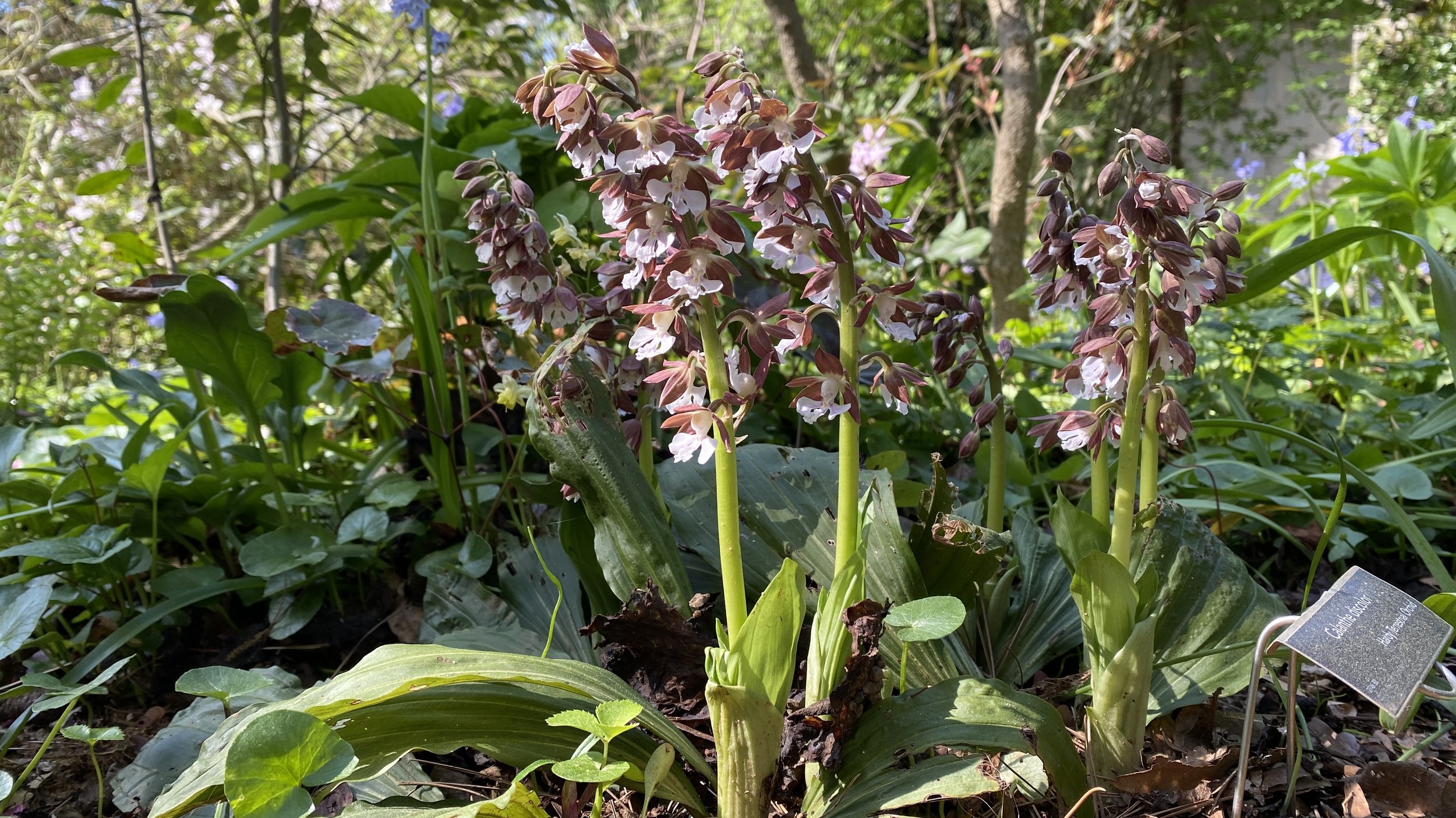 hardy terrestrial orchid