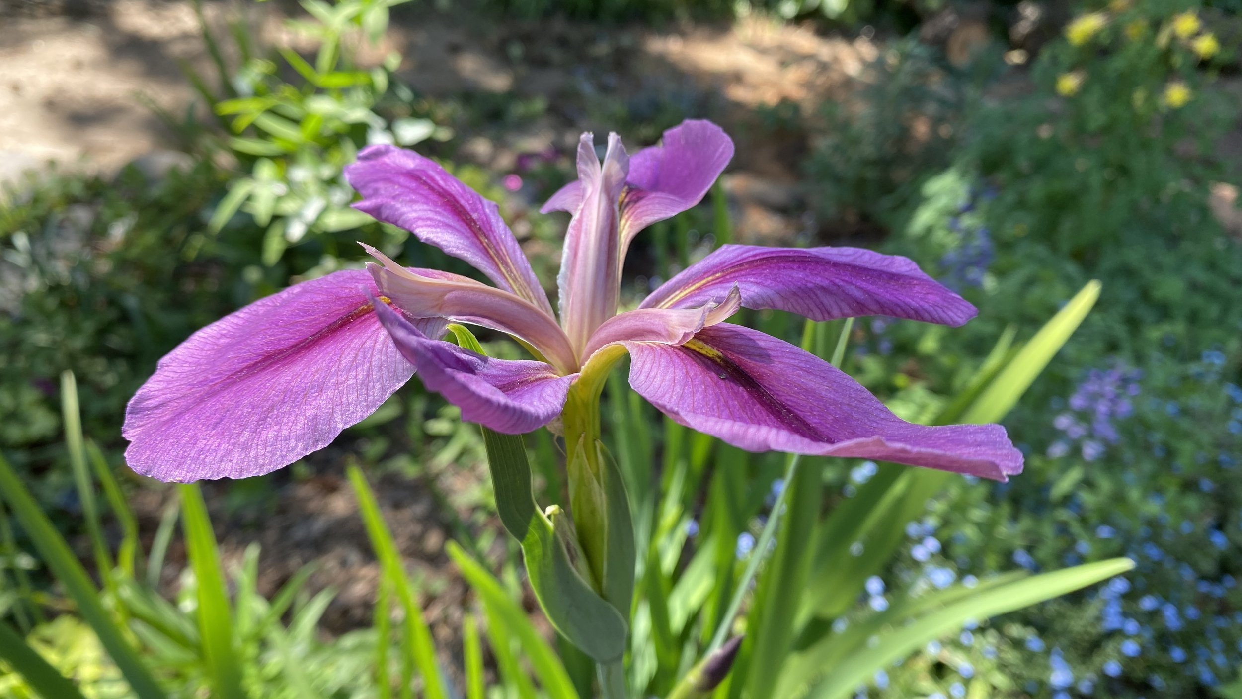 winecolor iris