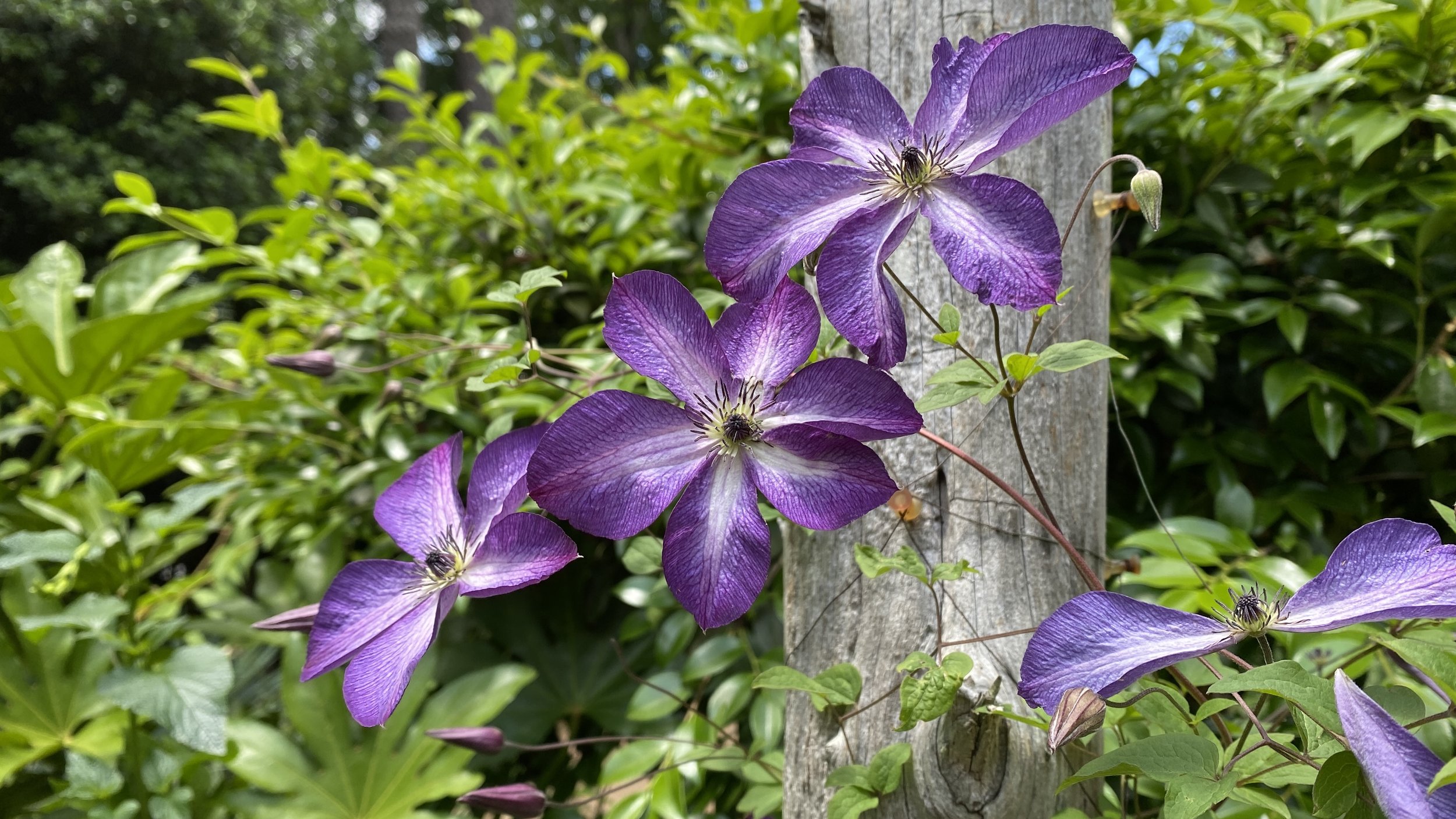 clematis (viticella group)