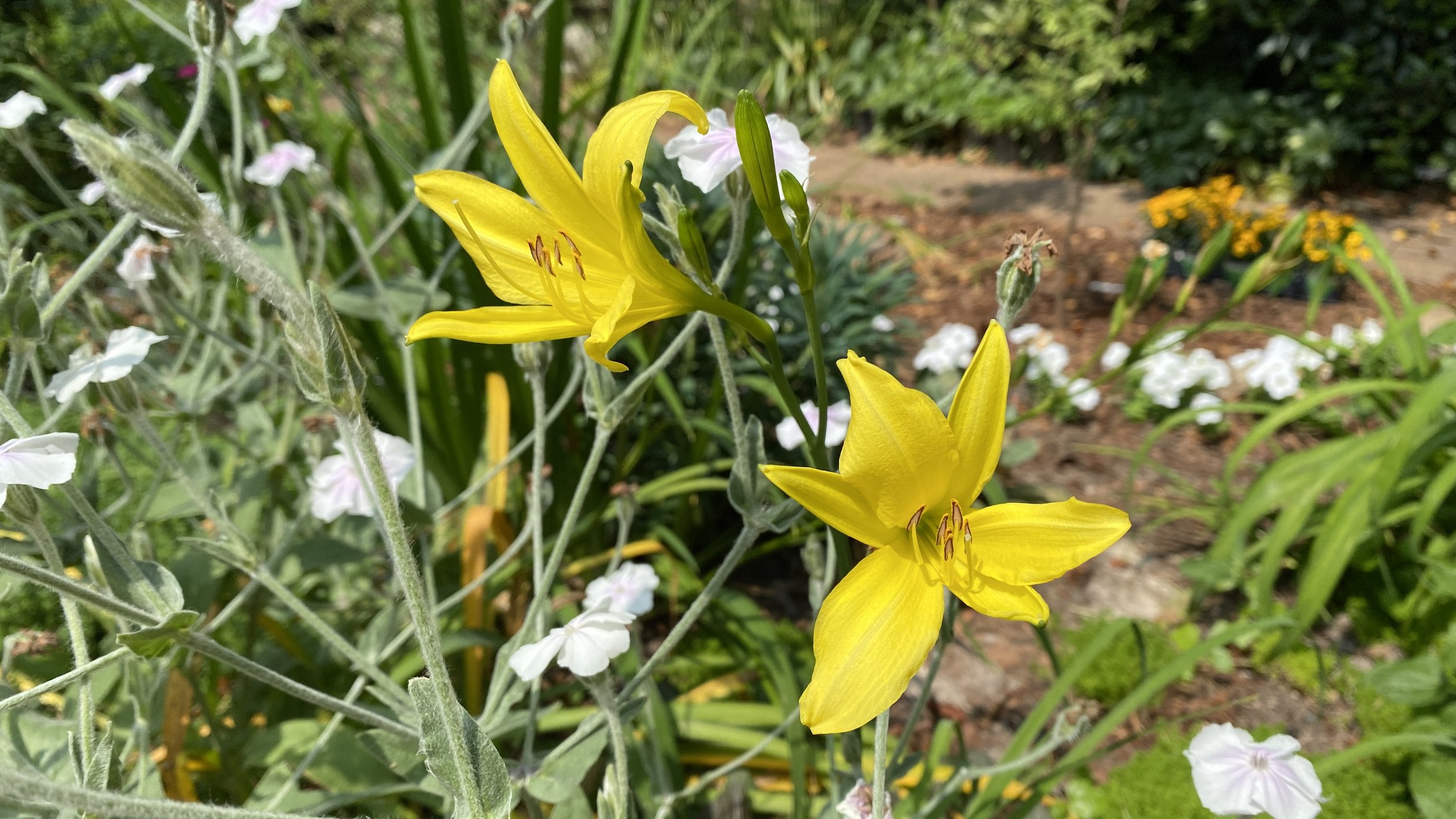 species daylily