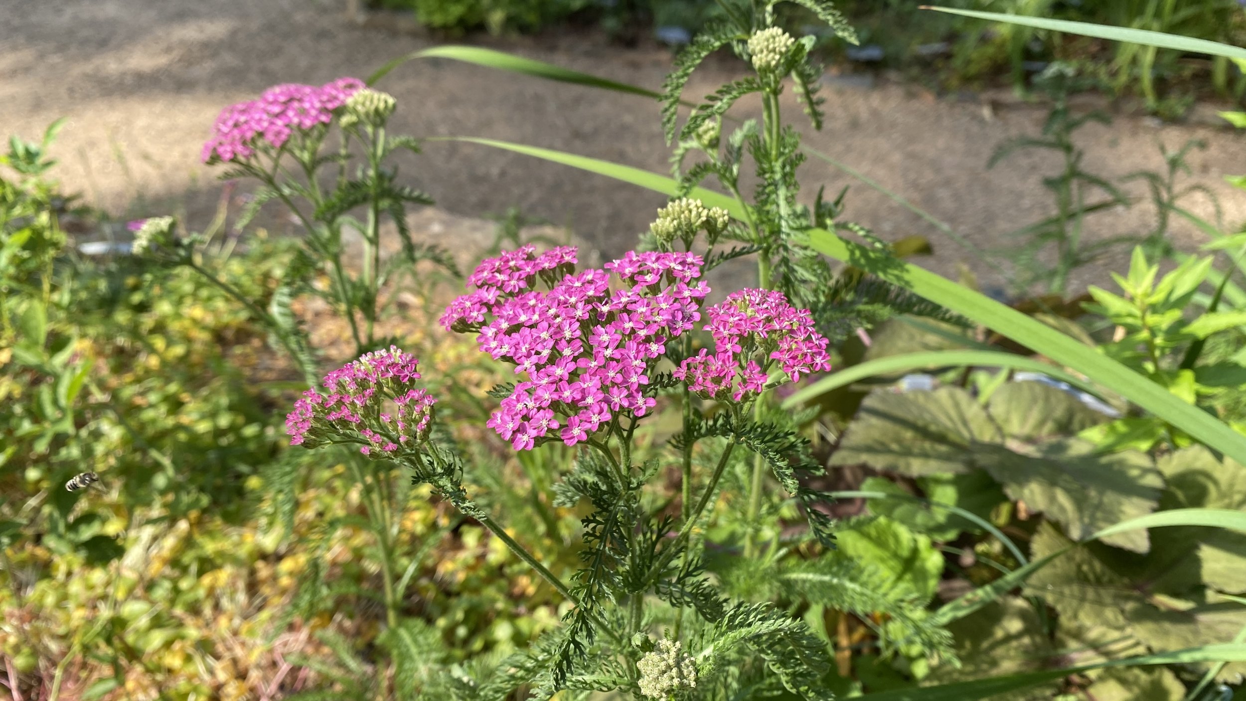 yarrow