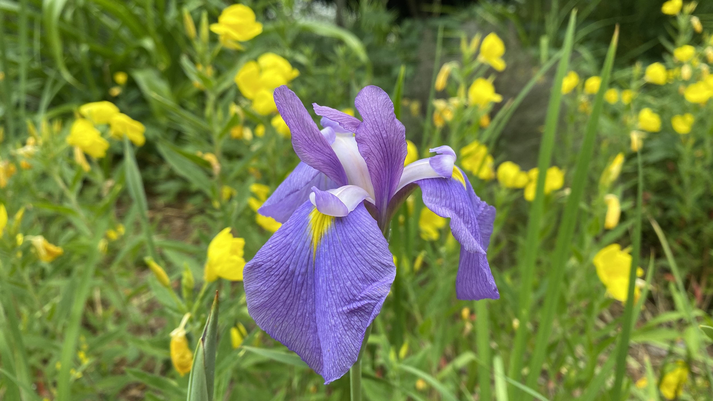Japanese iris