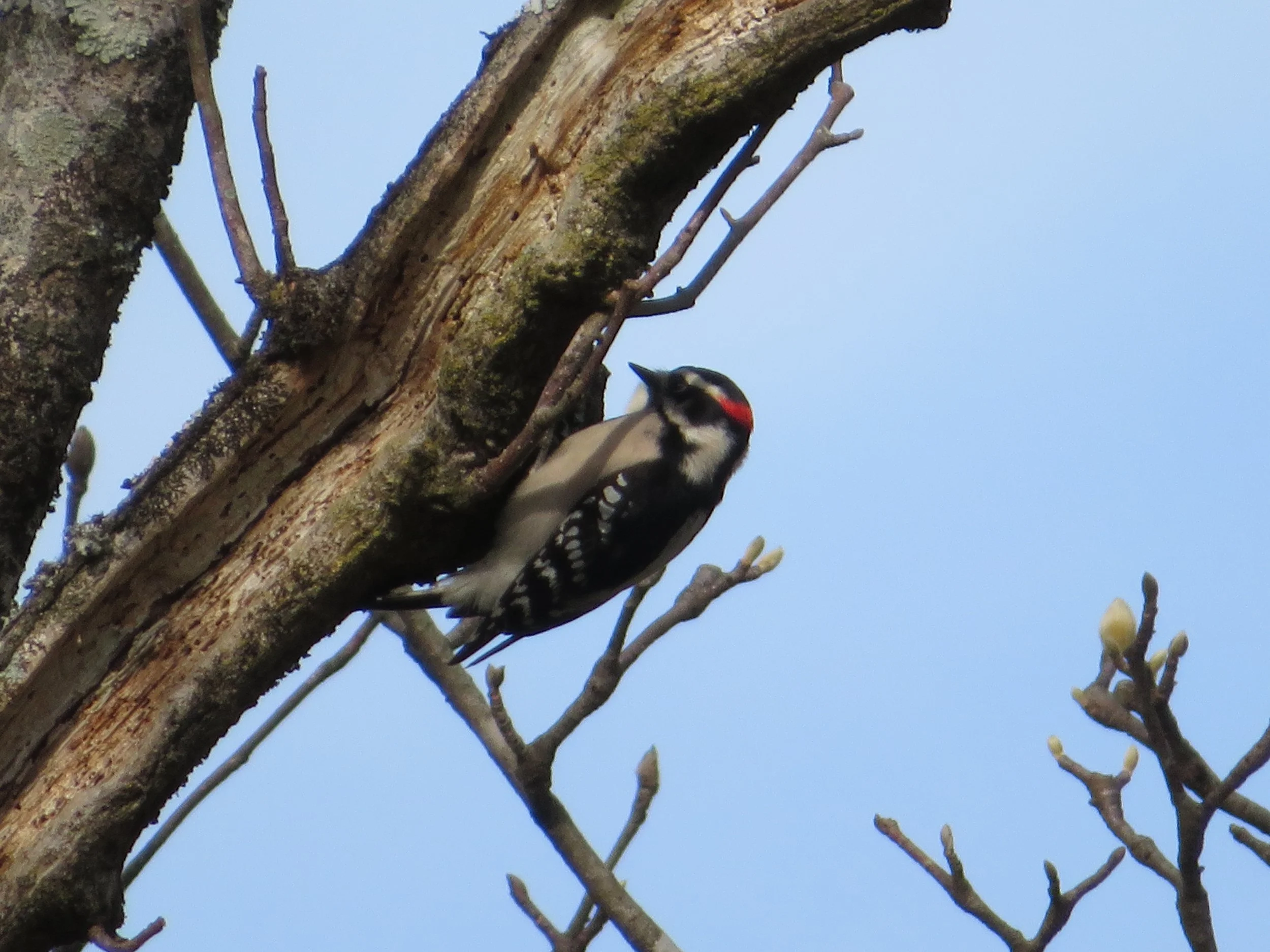 DownyWoodpecker.JPG