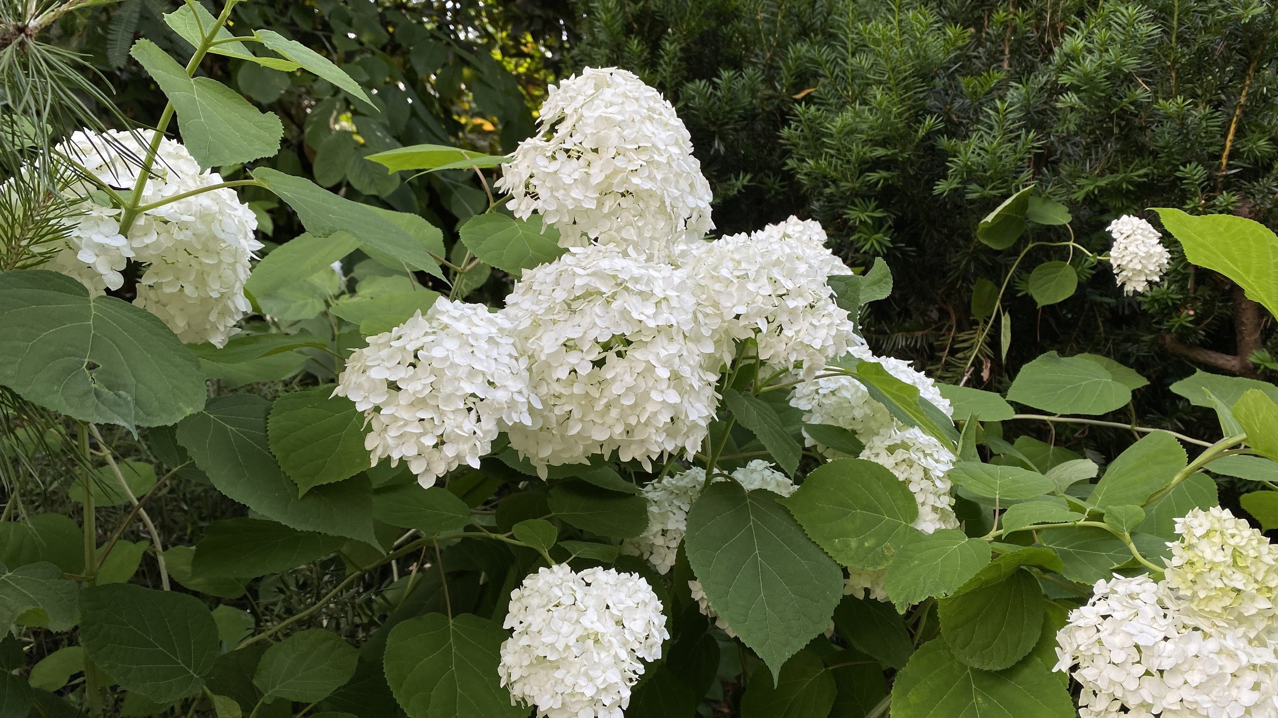 This is not 'Annabelle' hydrangea... 