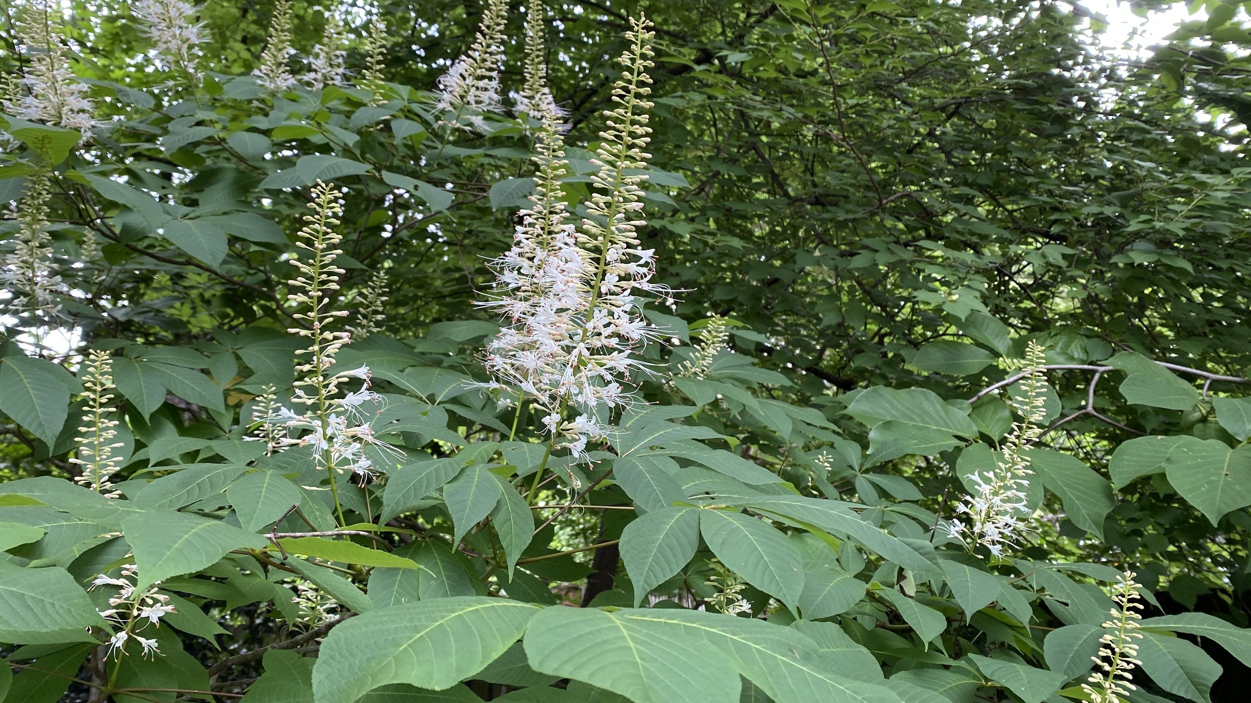 bottlebrush buckeye