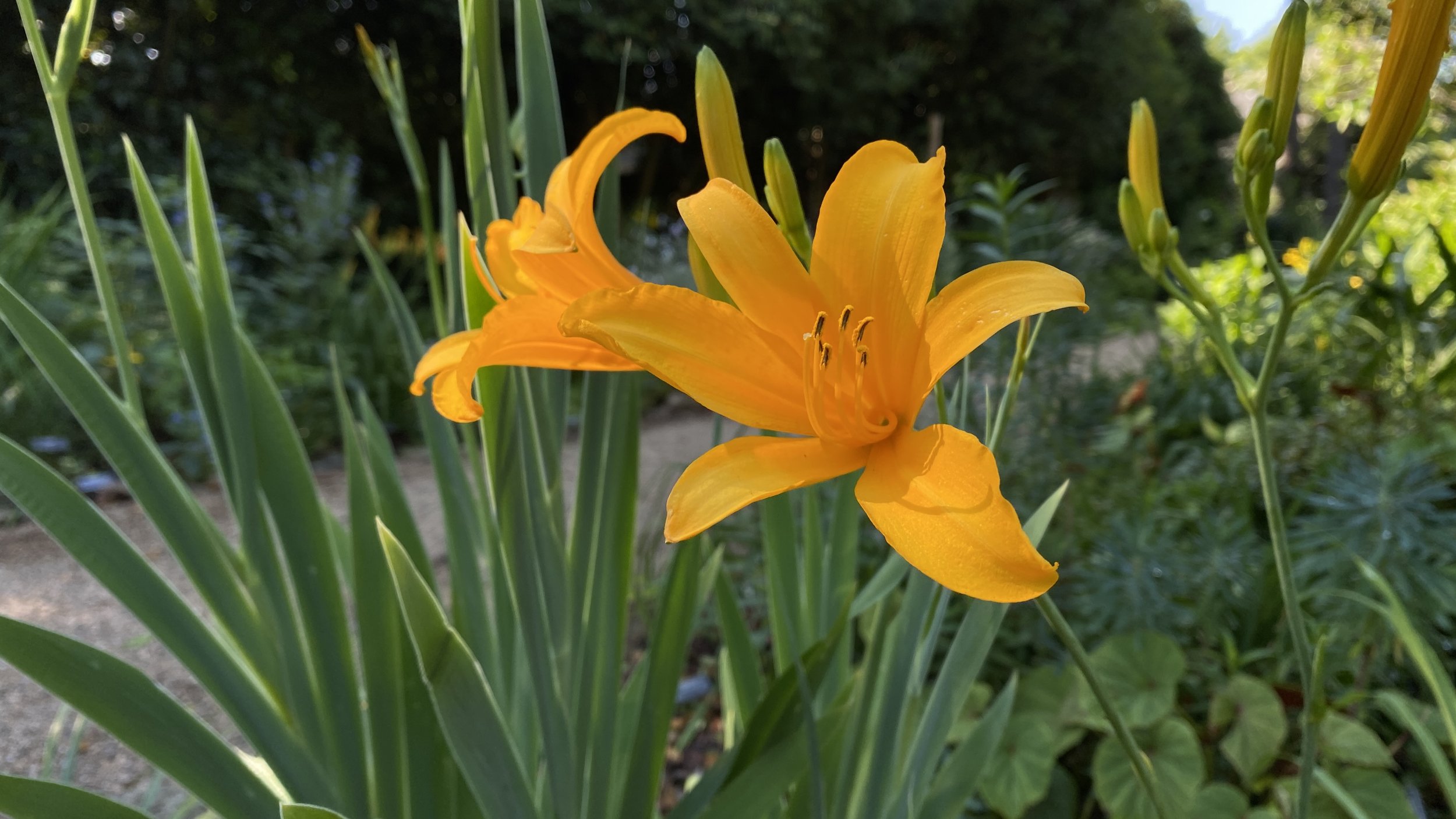 ...and more daylilies!