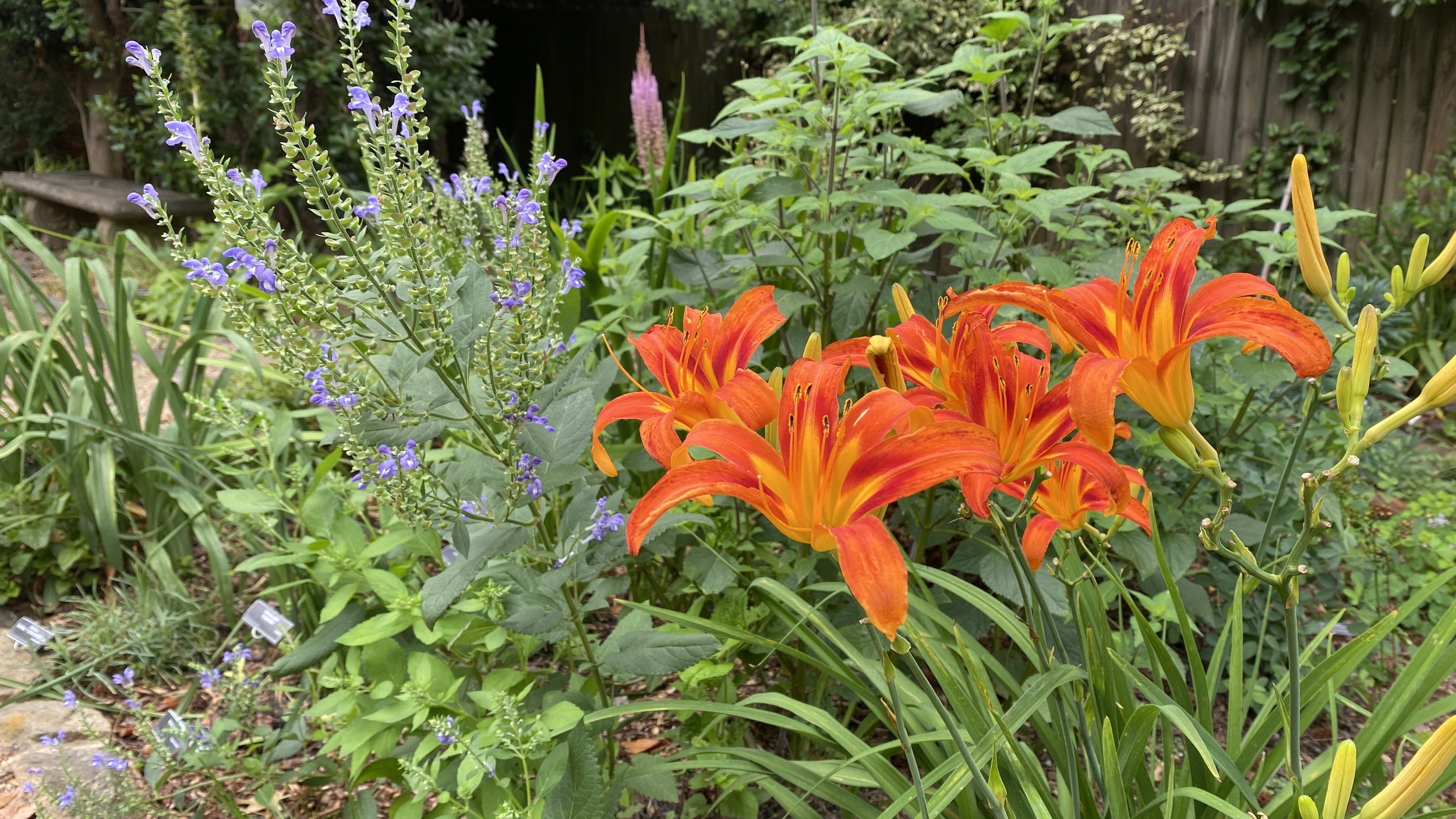  Here’s the same as-of-yet unknown red hot daylily on the lower path. I love it planted with the cool blue of the  Scutellaria incana , or skullcap. 