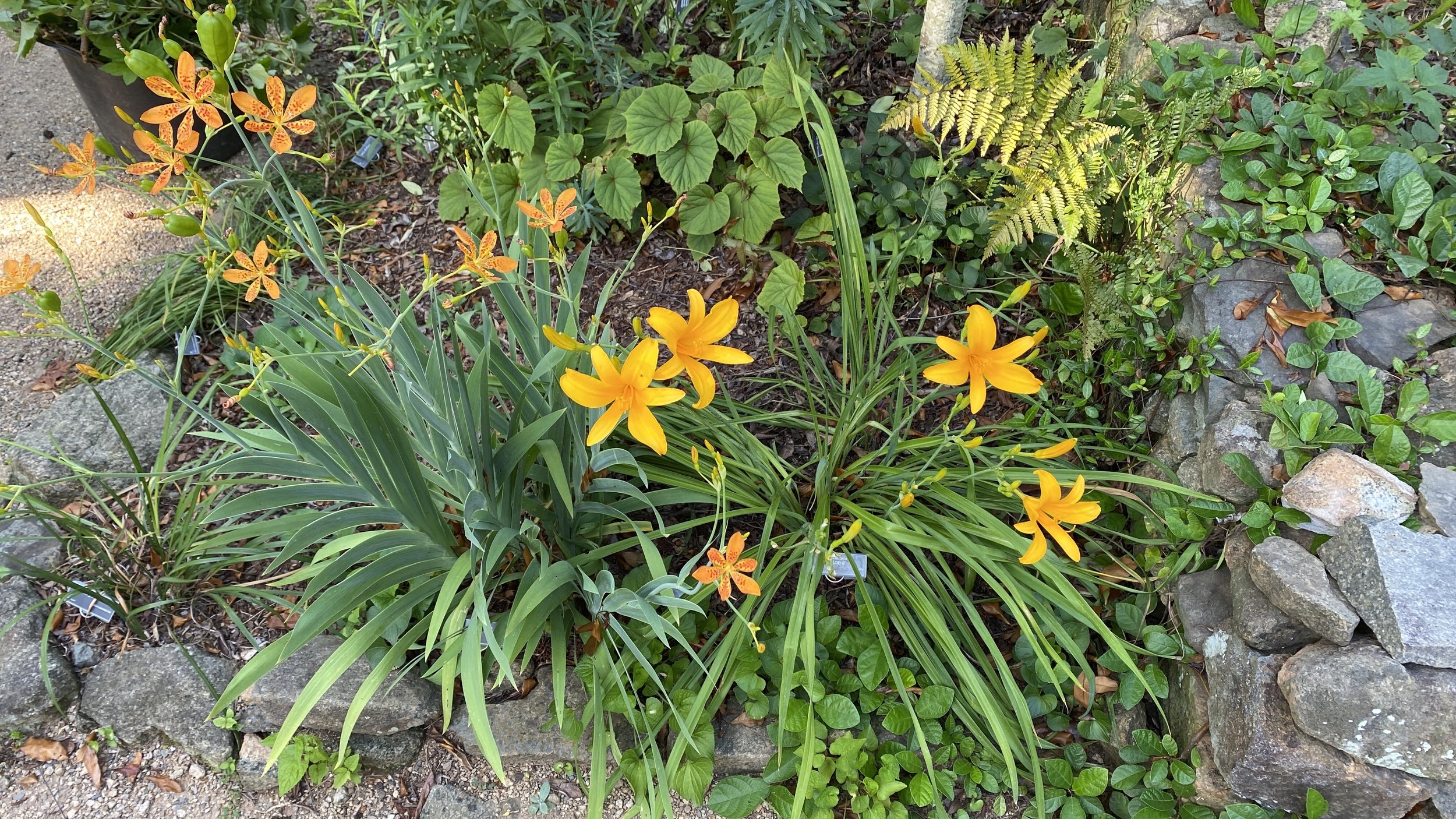  Here’s  Hemerocallis  ‘Goldeni’, echoing the color of  Iris domestica , the blackberry lily. 