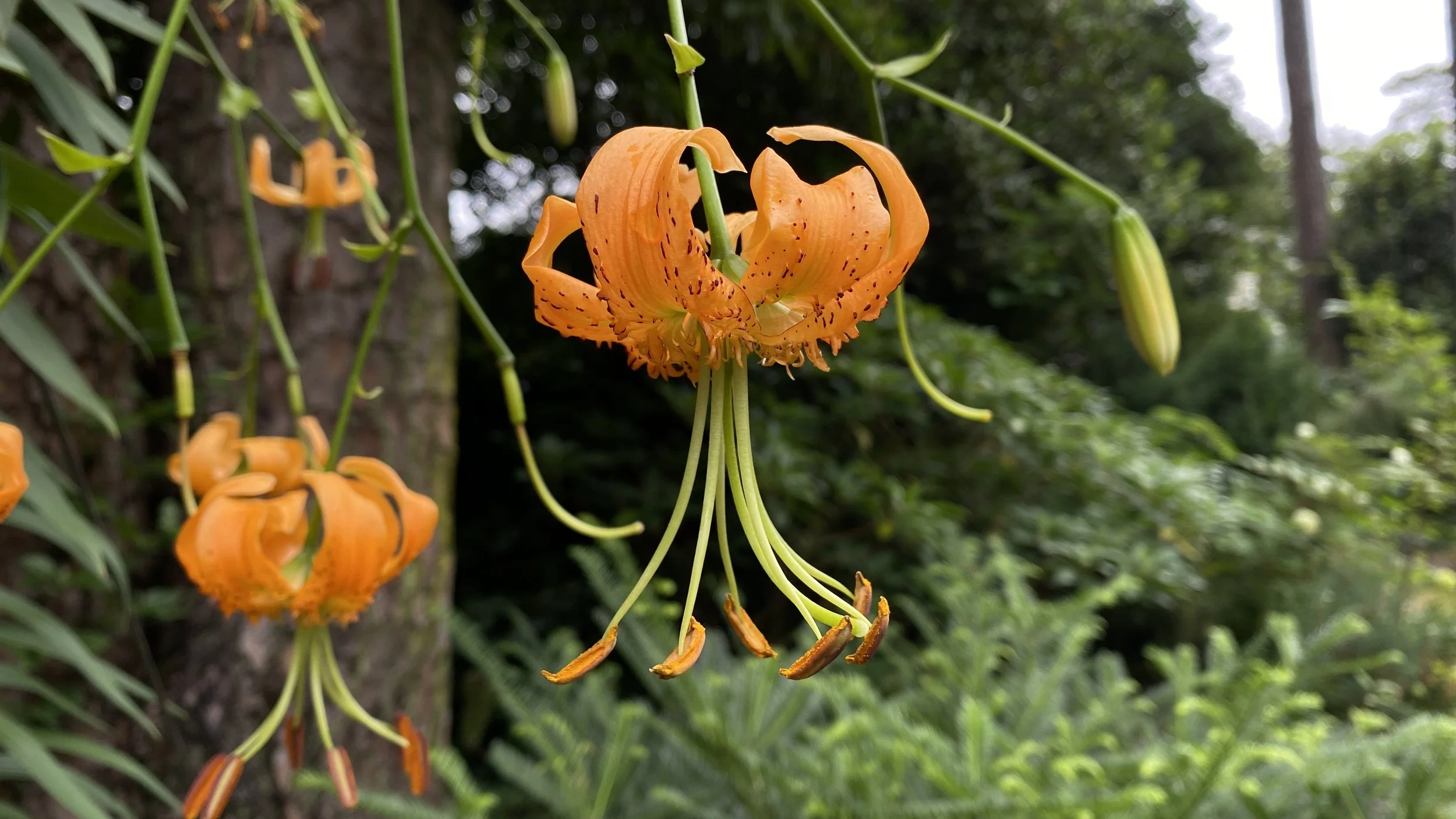 A Single Bulb, A Legacy in Bloom