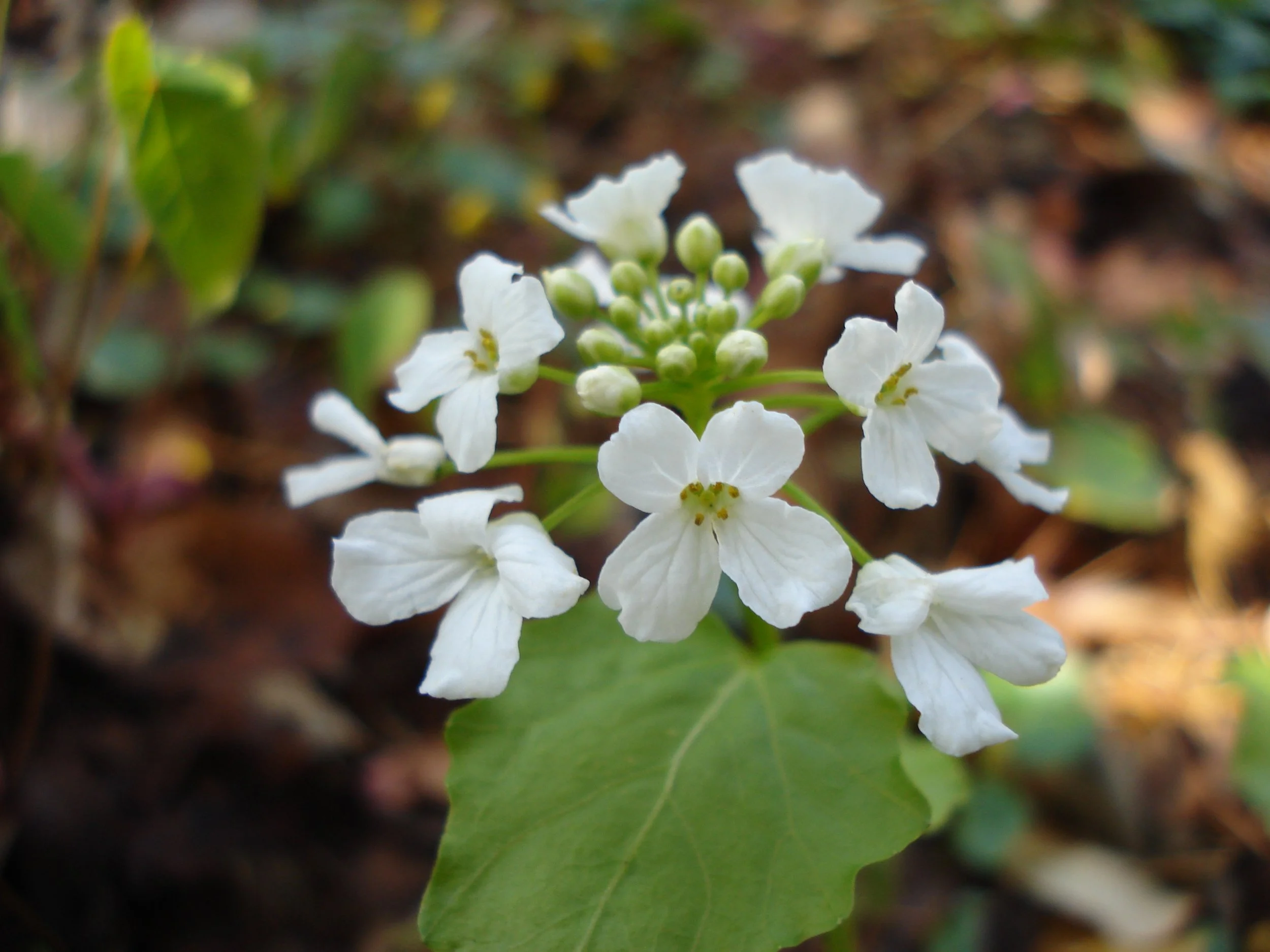 Garden-worthy Gems, Plants to Know &amp; Grow