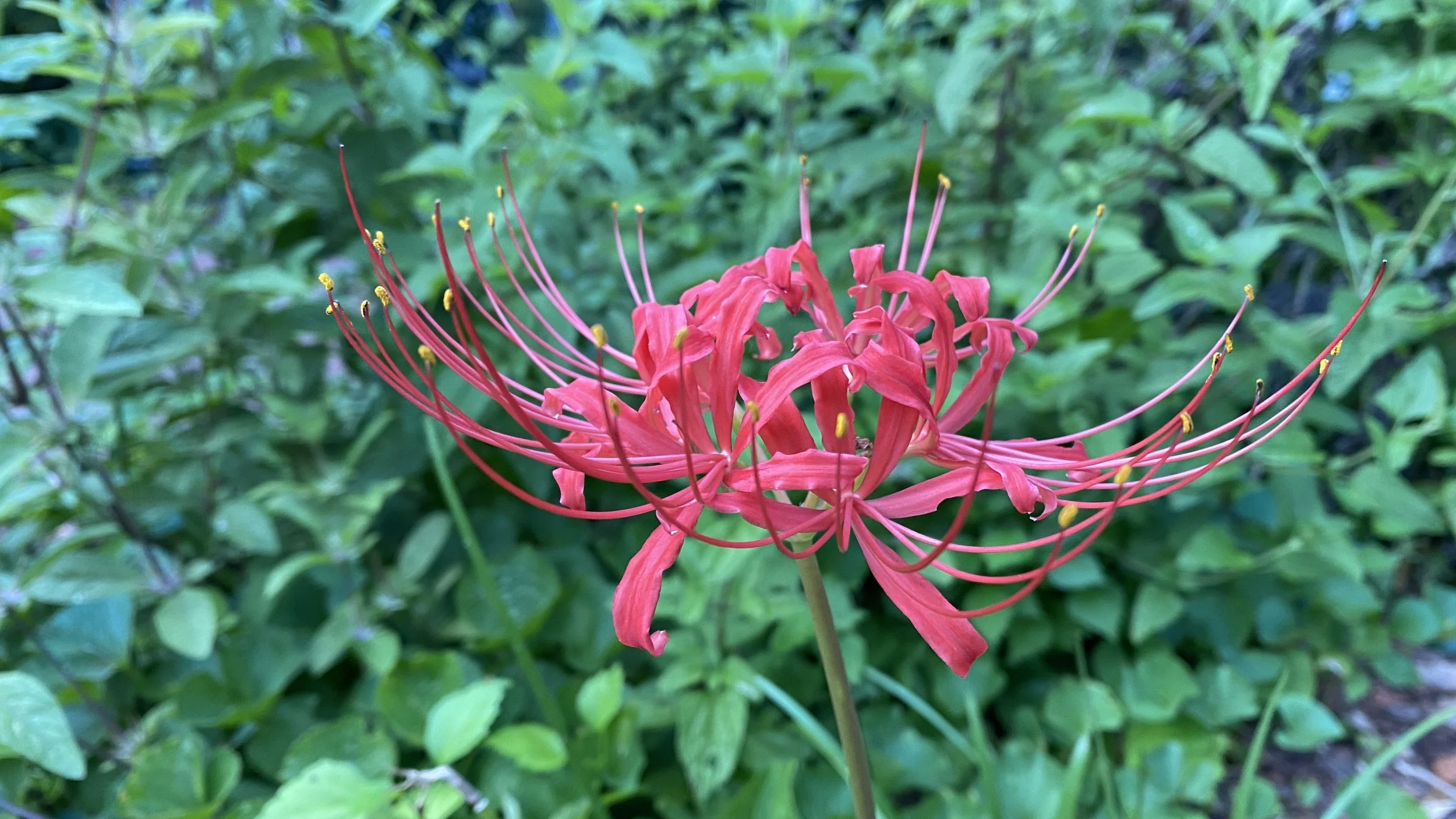 Lovely Lycoris, the Bewitching Bulbs, Part 2