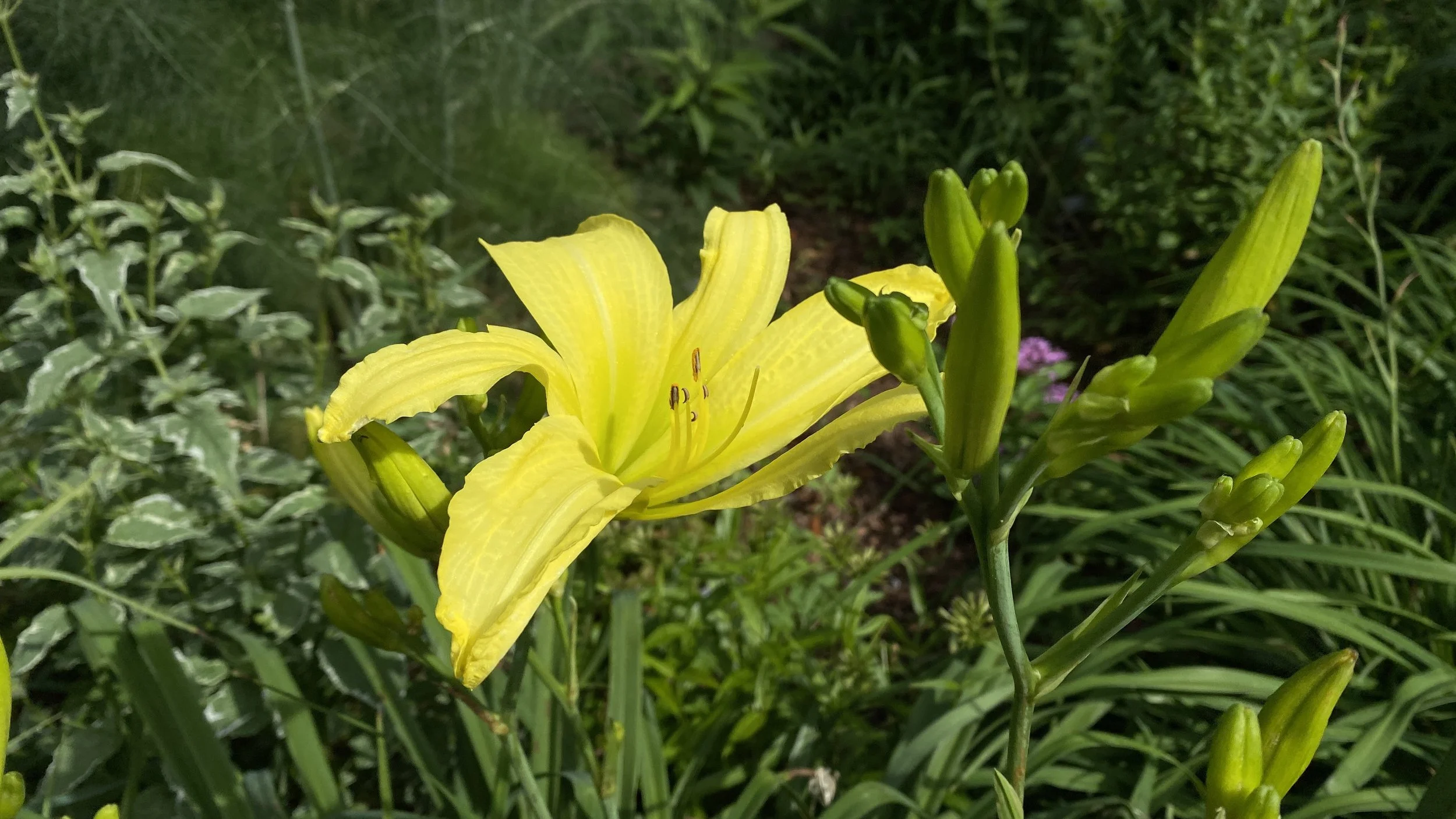 It's all about the daylilies, Part 2