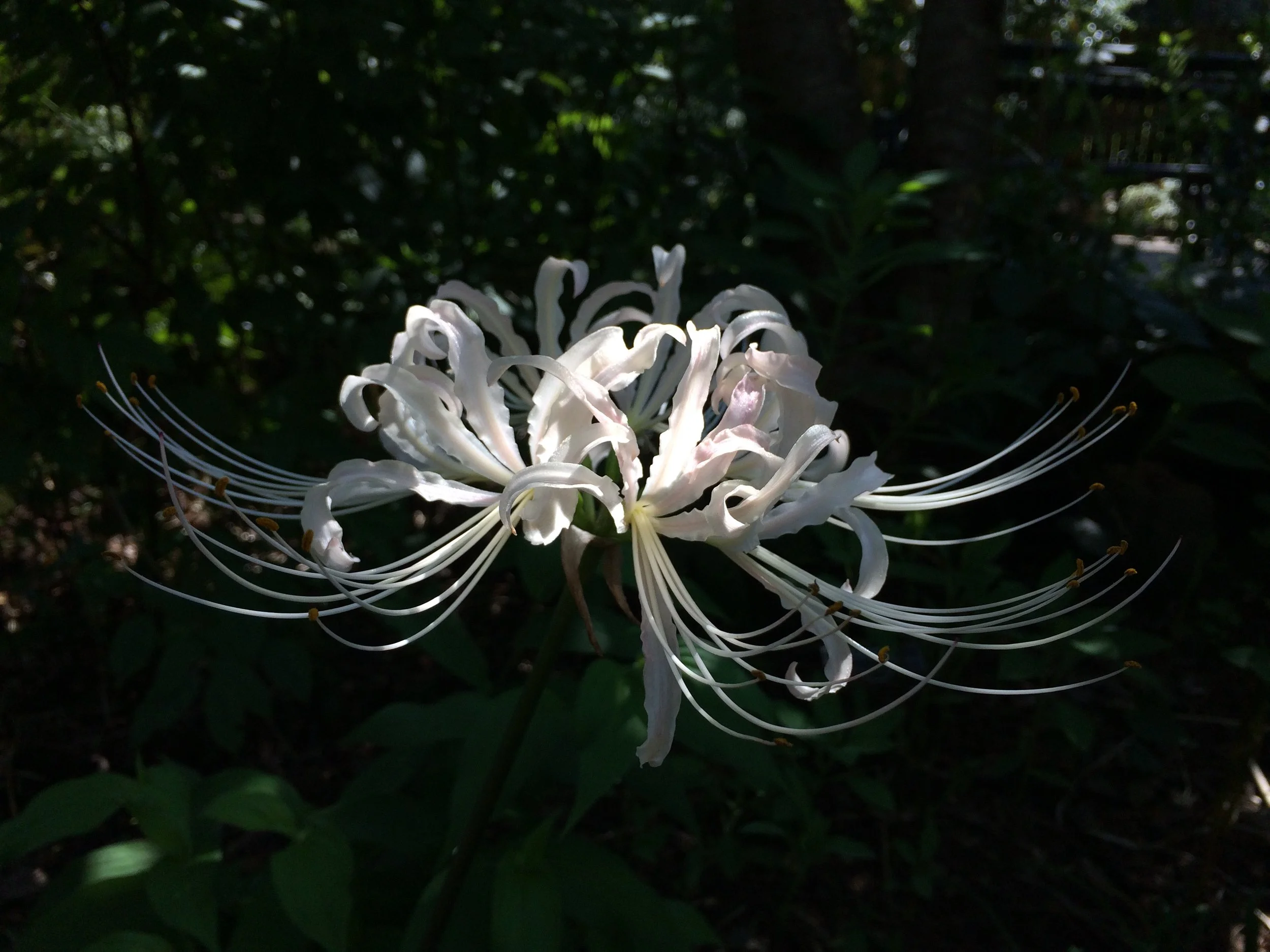 Those Pleasant Surprises