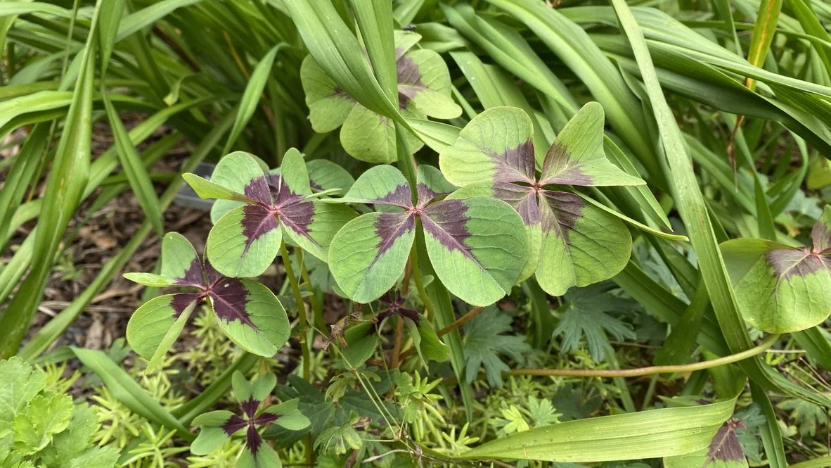 The Feast of Saint Patrick