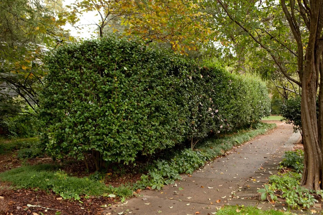 Are you cruel enough to be a gardener?