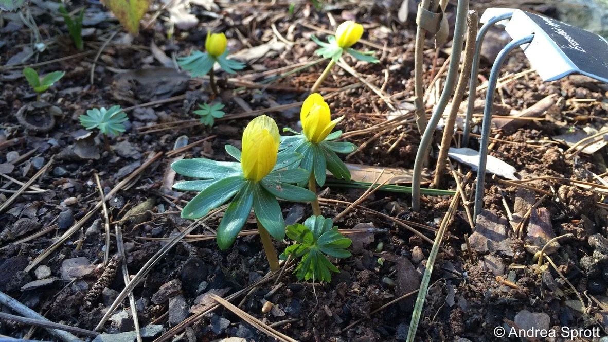 It's a Blooming Winter!