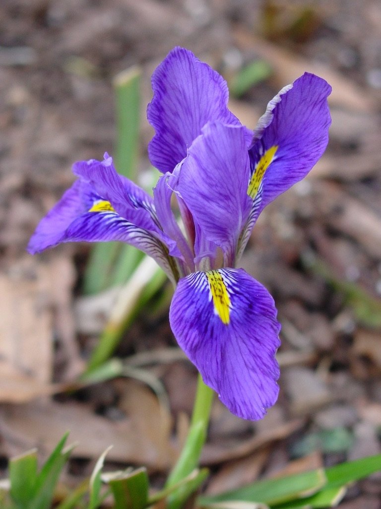  Elizabeth’s original Algerian iris,  Iris unguicularis  