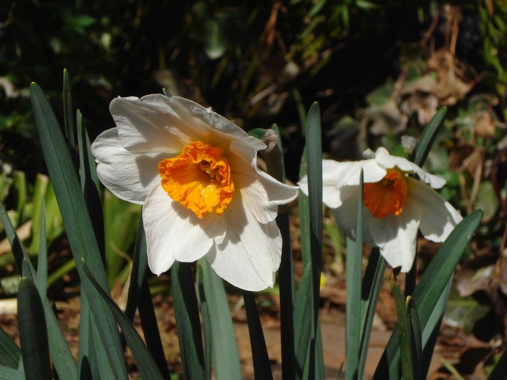   Narcissus  ‘Barrett Browning’ (daffodil) 