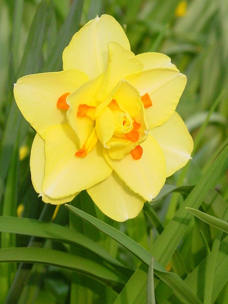   Narcissus  ‘Tahiti’, a double daffodil 