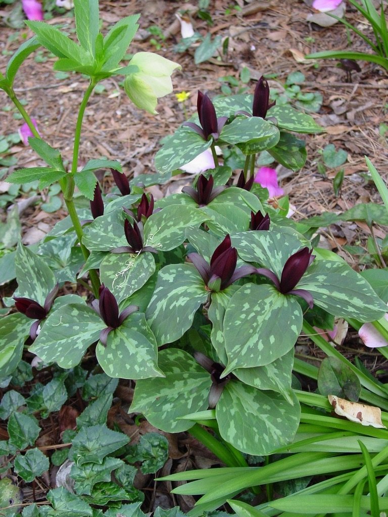   Trillium cuneatum  is an early trillium blooming in the woods now. 