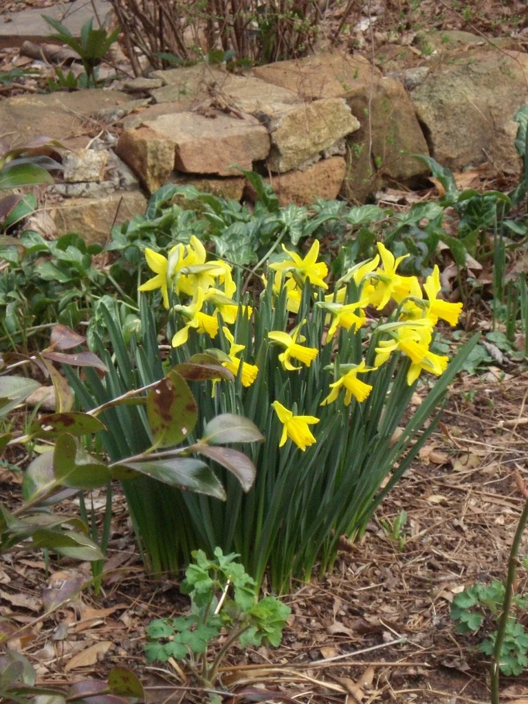 Spring in Full Swing