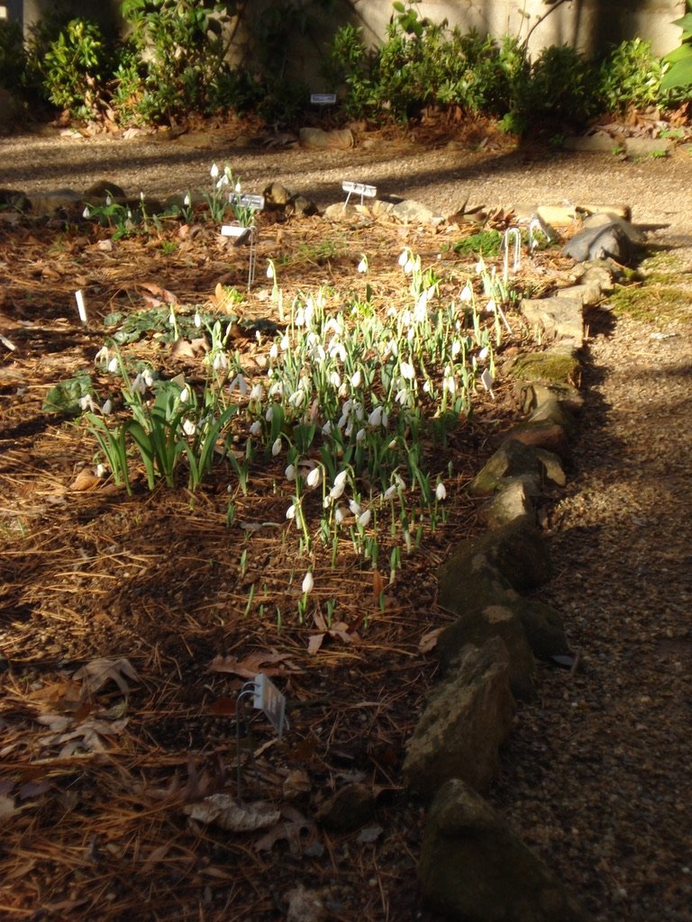  Galanthus are coming up and blooming in the back woodland.  I’ve spread out several congested clumps over a larger area in the hopes of creating more of a show in future years. 