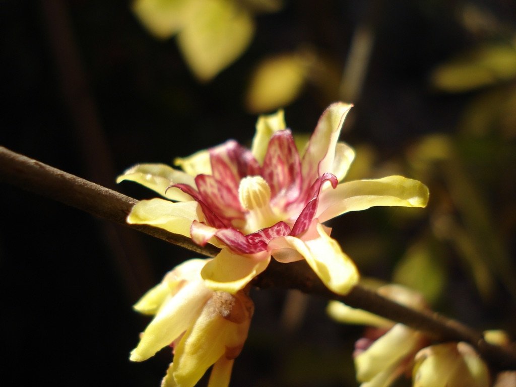  One of my all-time favorite plants is the  Chimonanthus praecox  (wintersweet), whose relatively small flowers permeate the entire garden with their intoxicating fragrance... especially when the late afternoon sun warms them.  I routinely cut branch