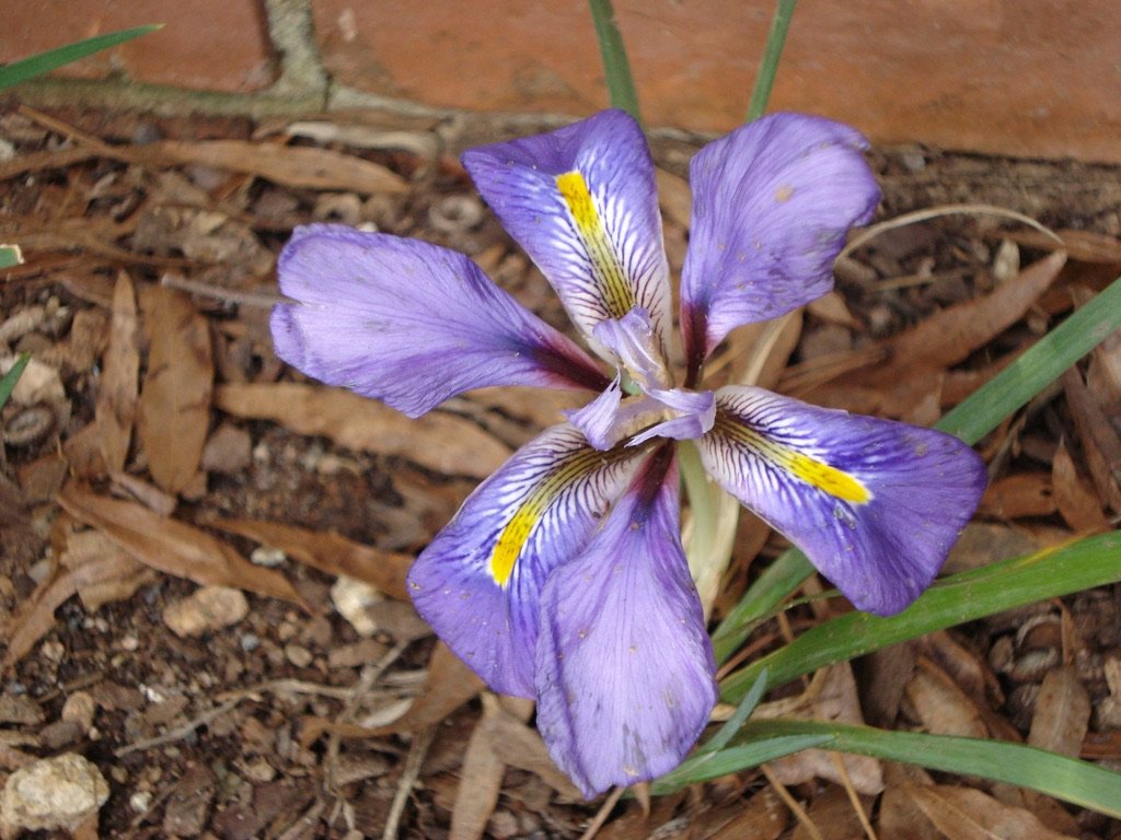  Last year, the Algerian iris,  Iris unguicularis , made its fleeting debut on December 16th; I am sitting on tinter-hooks eagerly awaiting the first bloom's arrival this year.  I have seen it in other gardens... Ann Armstrong’s was blooming in late 