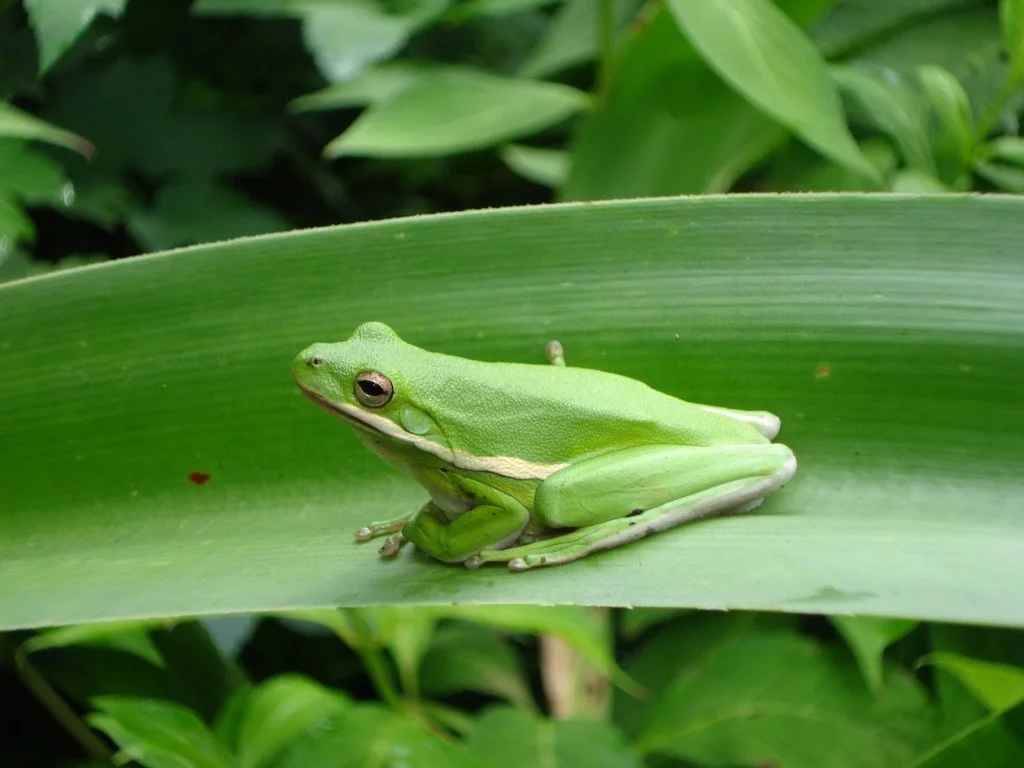 Creatures Add to a Garden