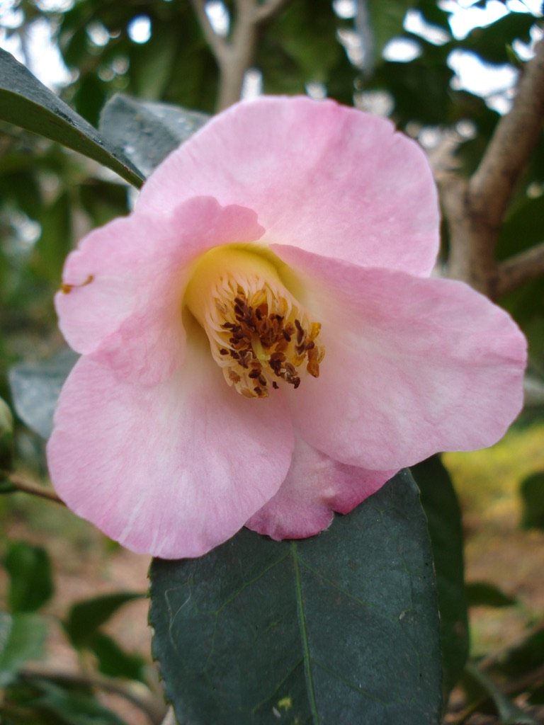  A camellia seedling I want to register with the American Camellia Society as  Camellia  'Lindie Wilson', in honor of the woman who saved this garden and loved it for 23 years. 