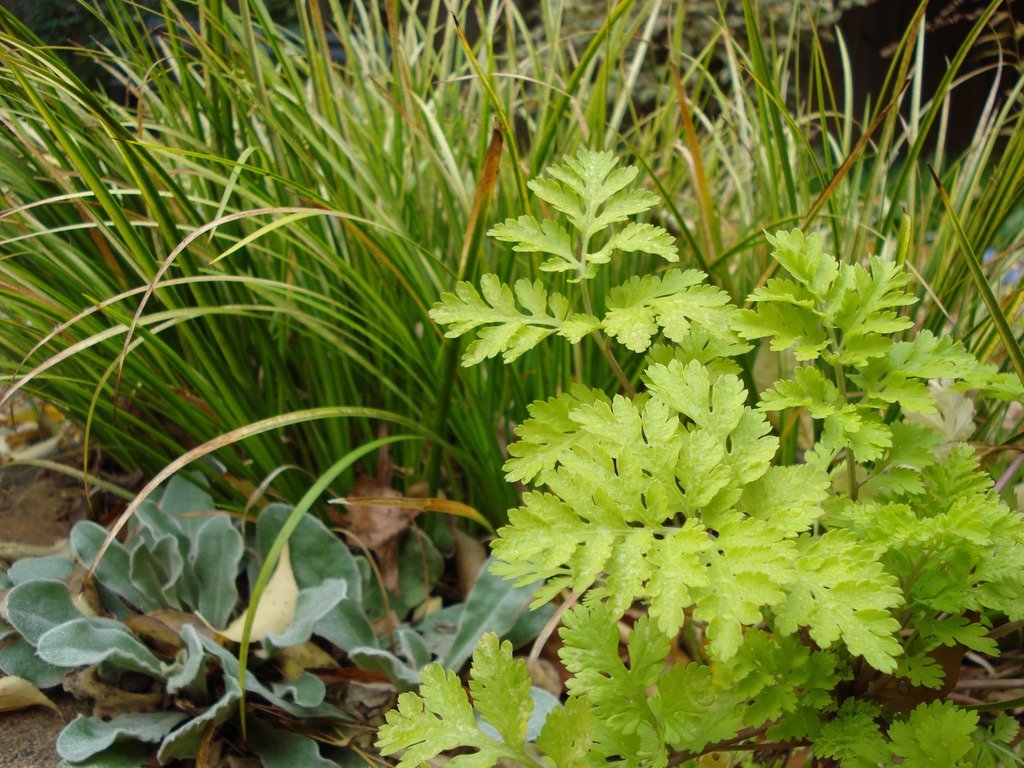  A fun plant combination:  Acorus gramineus  'Ogon',  Lychnis coronaria , and  Tanacetum parthenium  'Aureum' 
